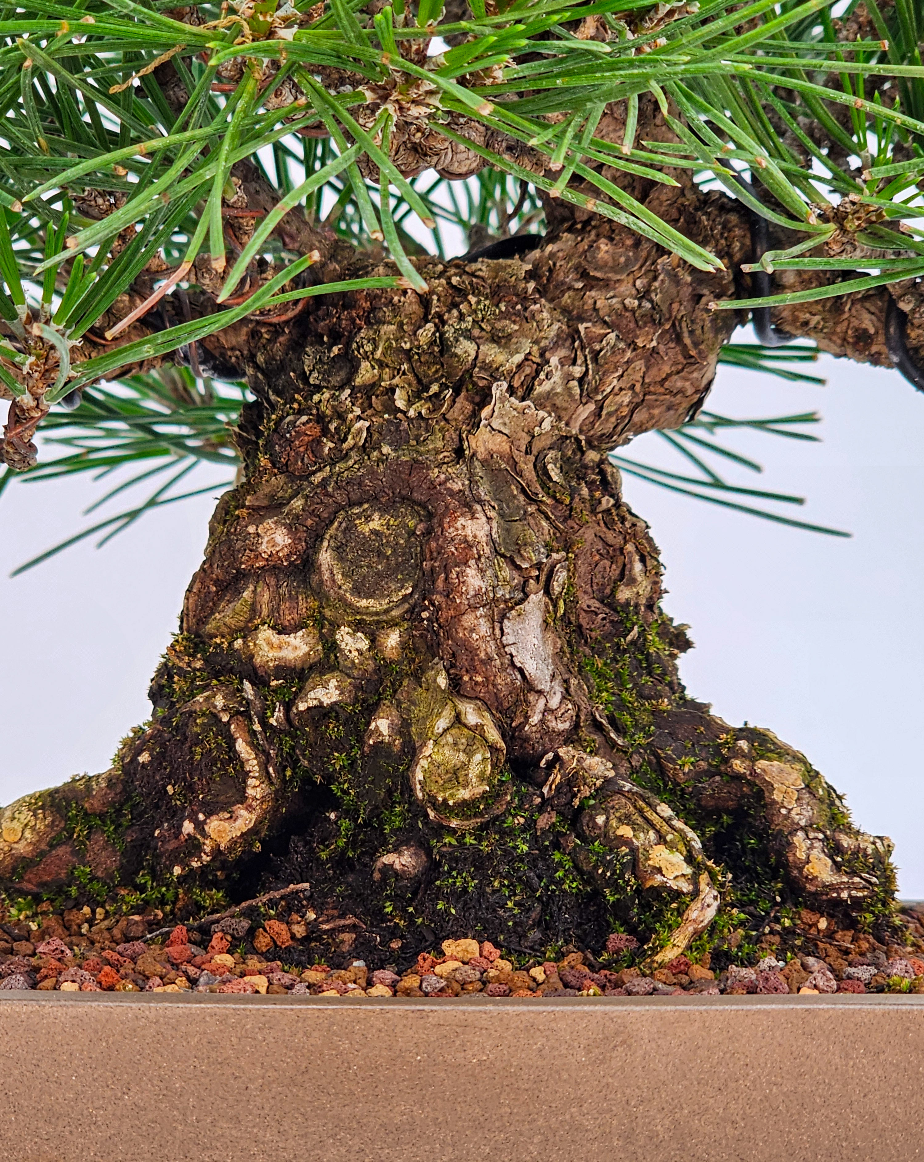 Bonsai Schwarzkiefer - Pinus thunbergii Shohin 19cm