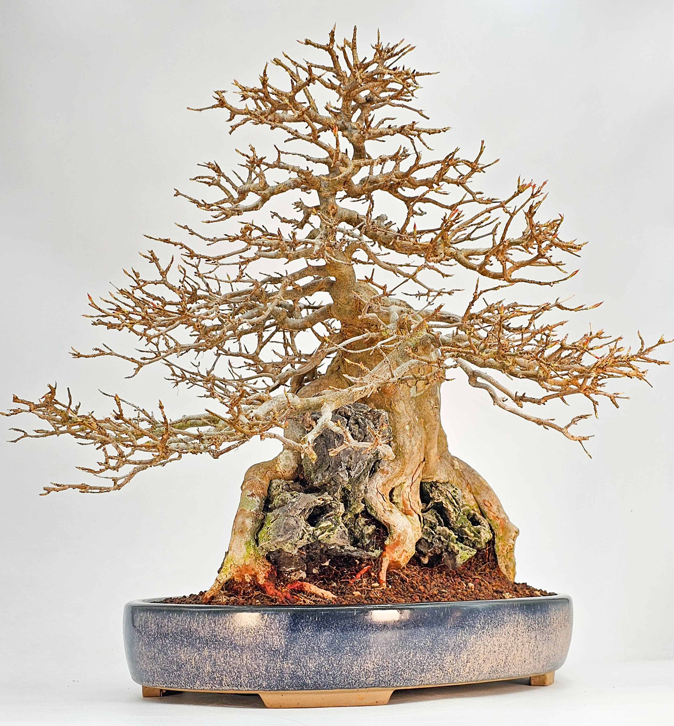 Bonsai Dreispitzahorn  - Acer buergerianum Ishizuki 37cm