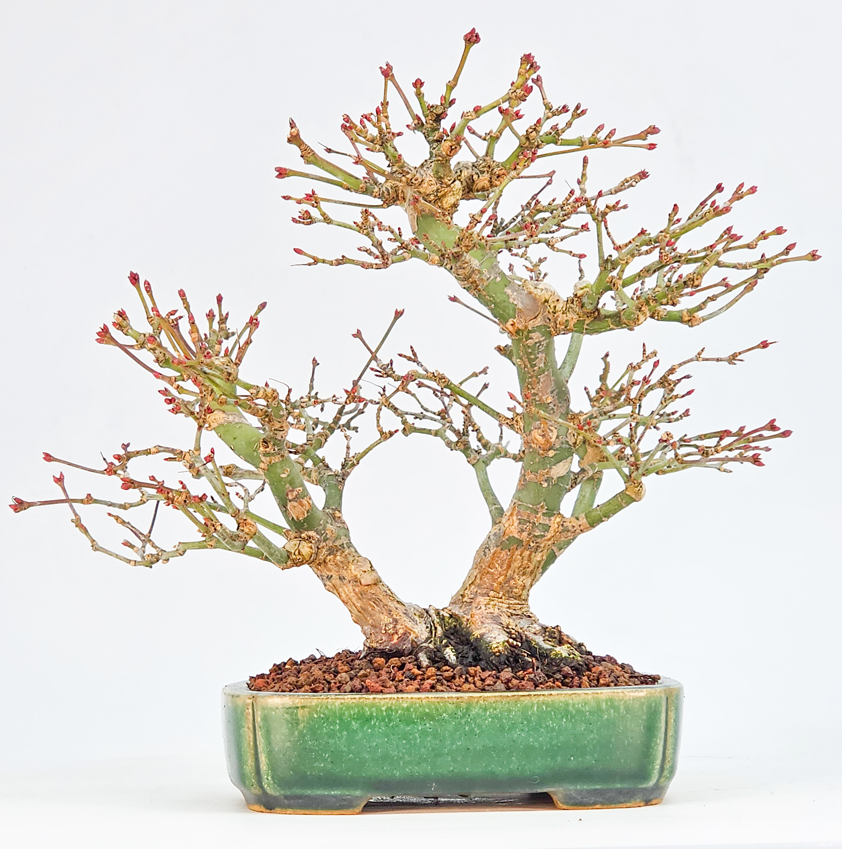 Bonsai Fächerahorn - Acer palmatum Orihime Shohin 17cm 