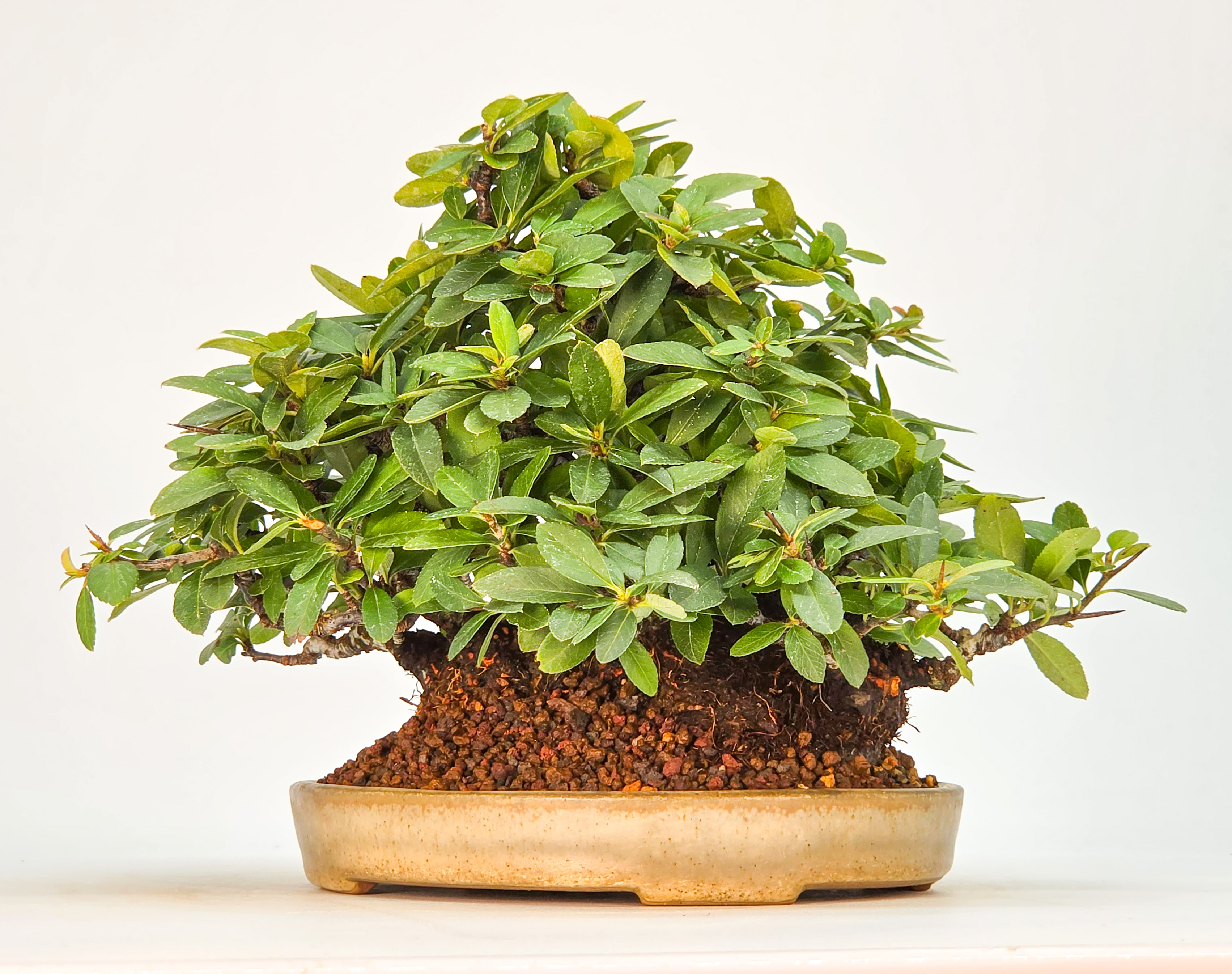 Bonsai Feuerdorn - Pyracantha Shohin 15cm Video!!