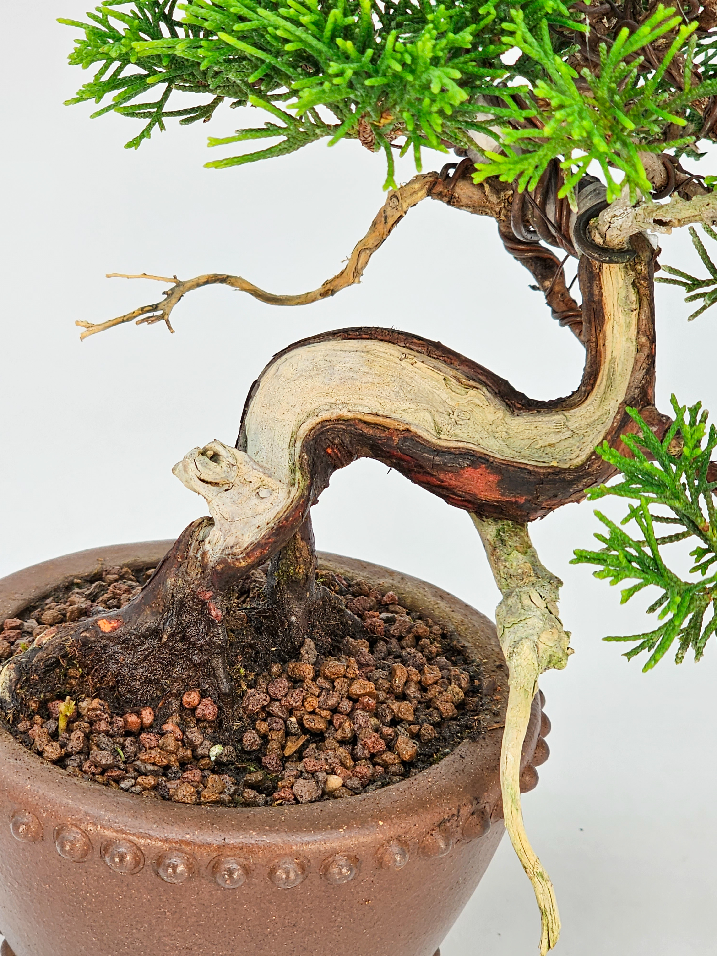 Bonsai Wacholder Juniperus Itoigawa Shohin 14cm
