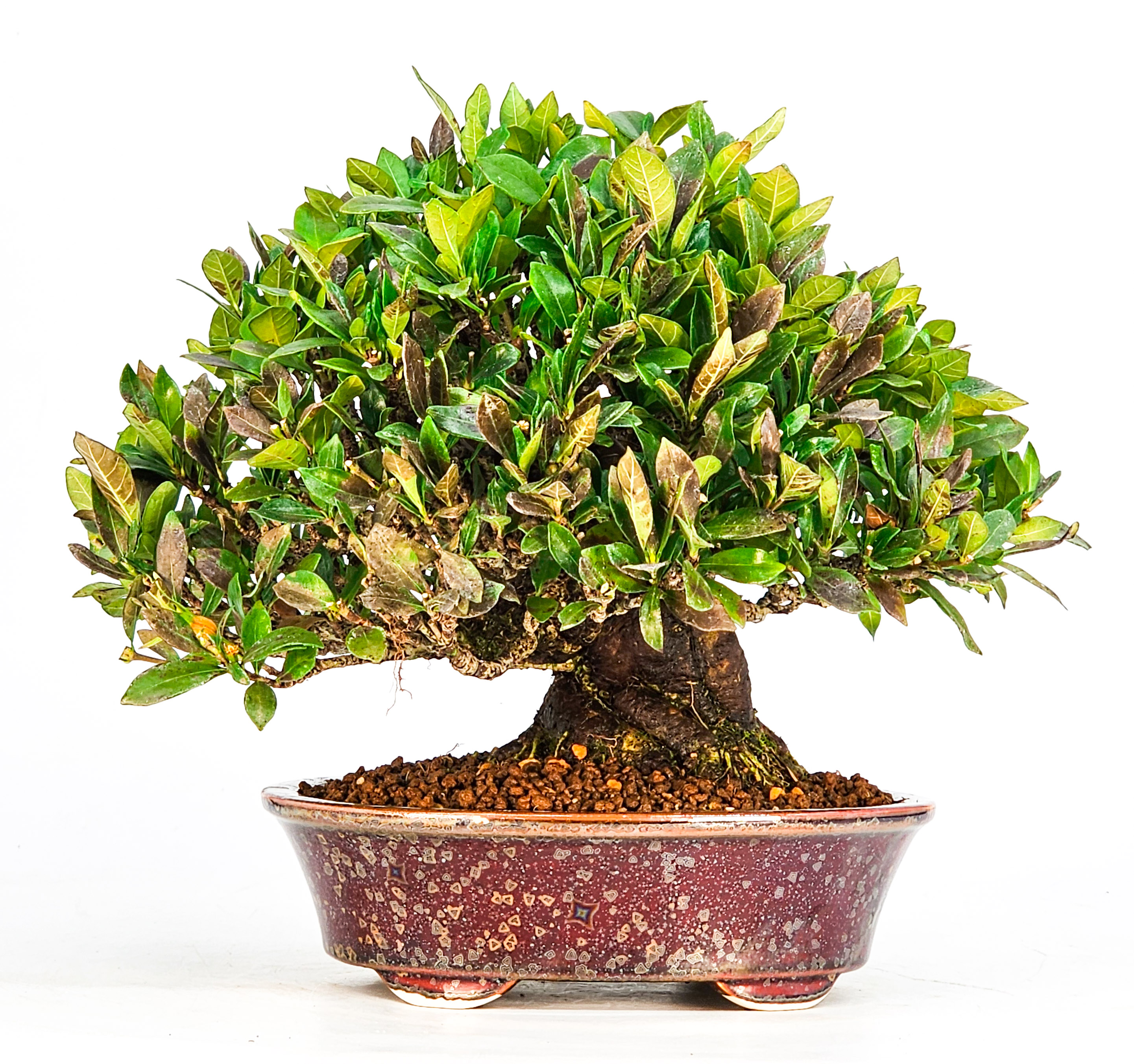 Bonsai Gardenia jasminoides Shohin 20cm Video!!
