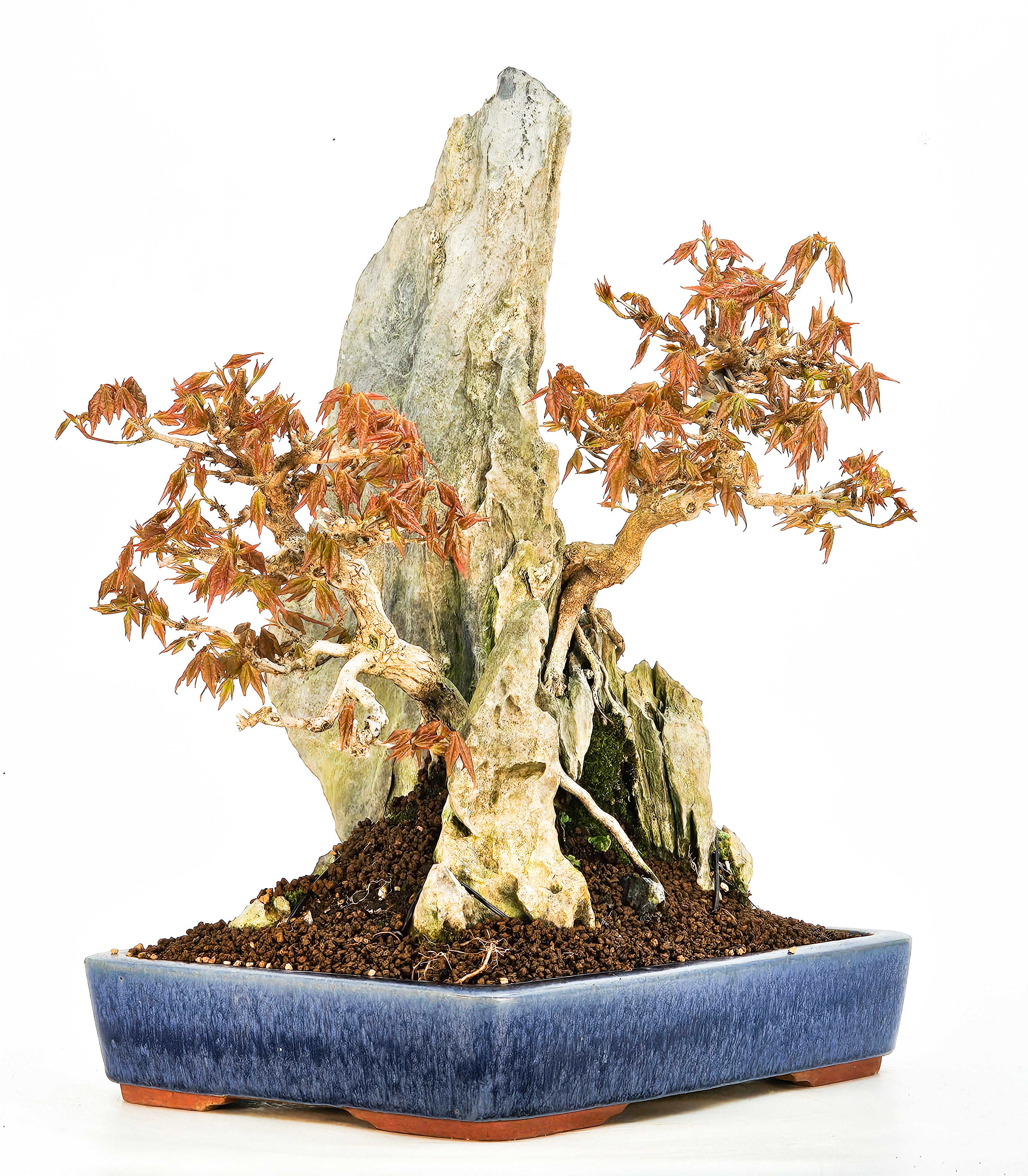 Bonsai Dreispitzahorn - Acer buergerianum Ishizuki 27/36cm