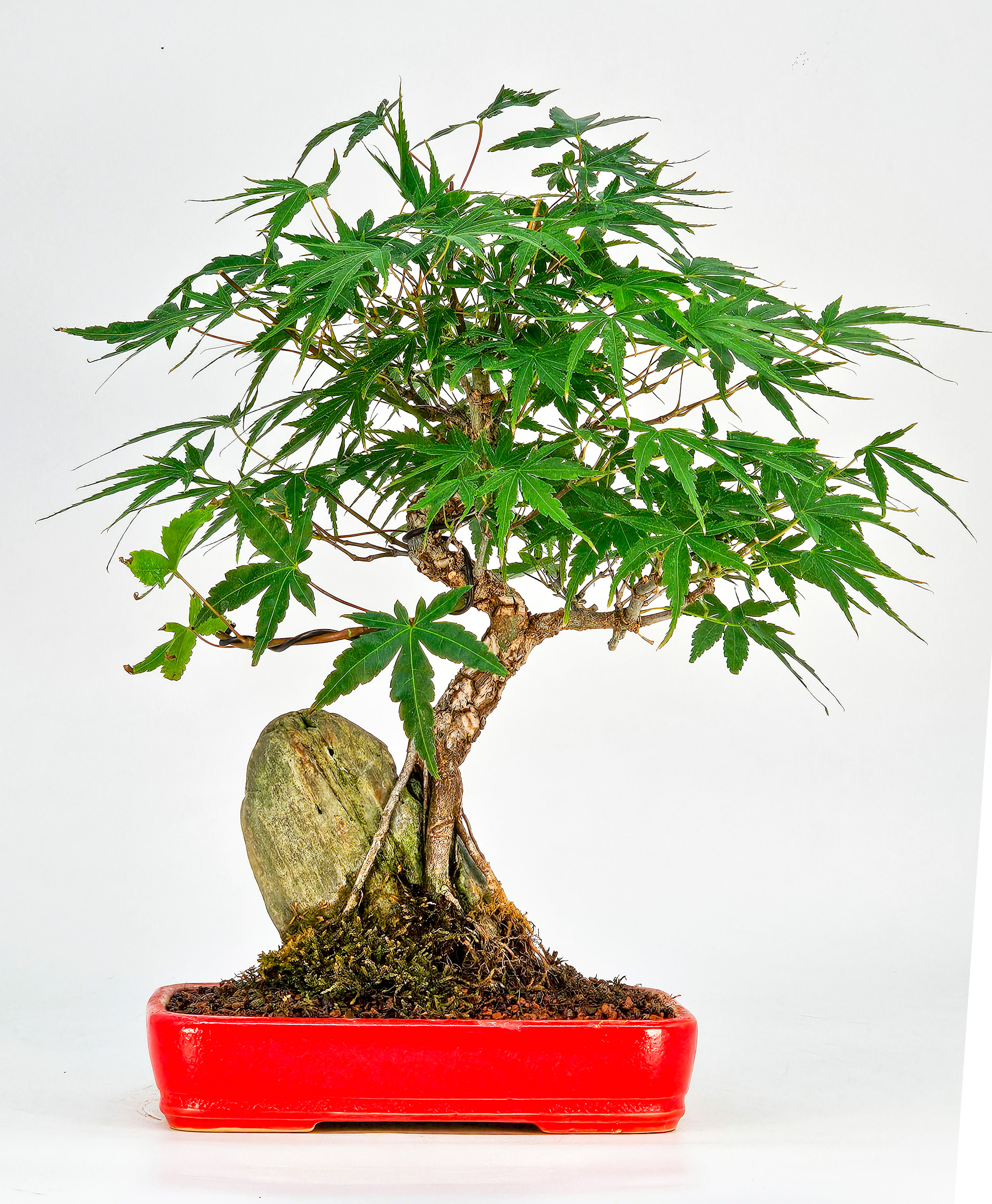 Bonsai Fächerahorn - Acer palmatum Arakawa 25cm  