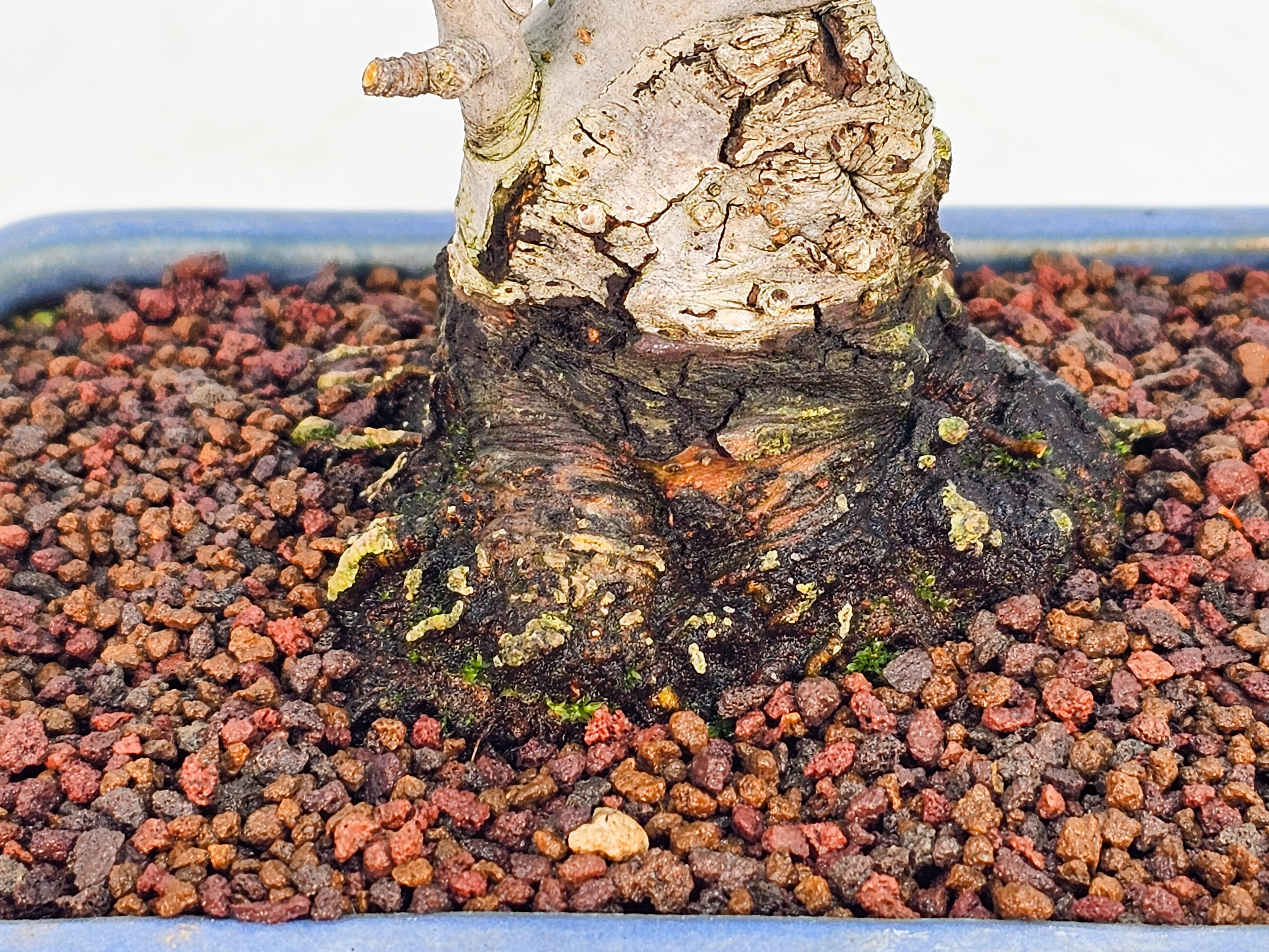 Bonsai Zierapfel  - Malus  15cm 