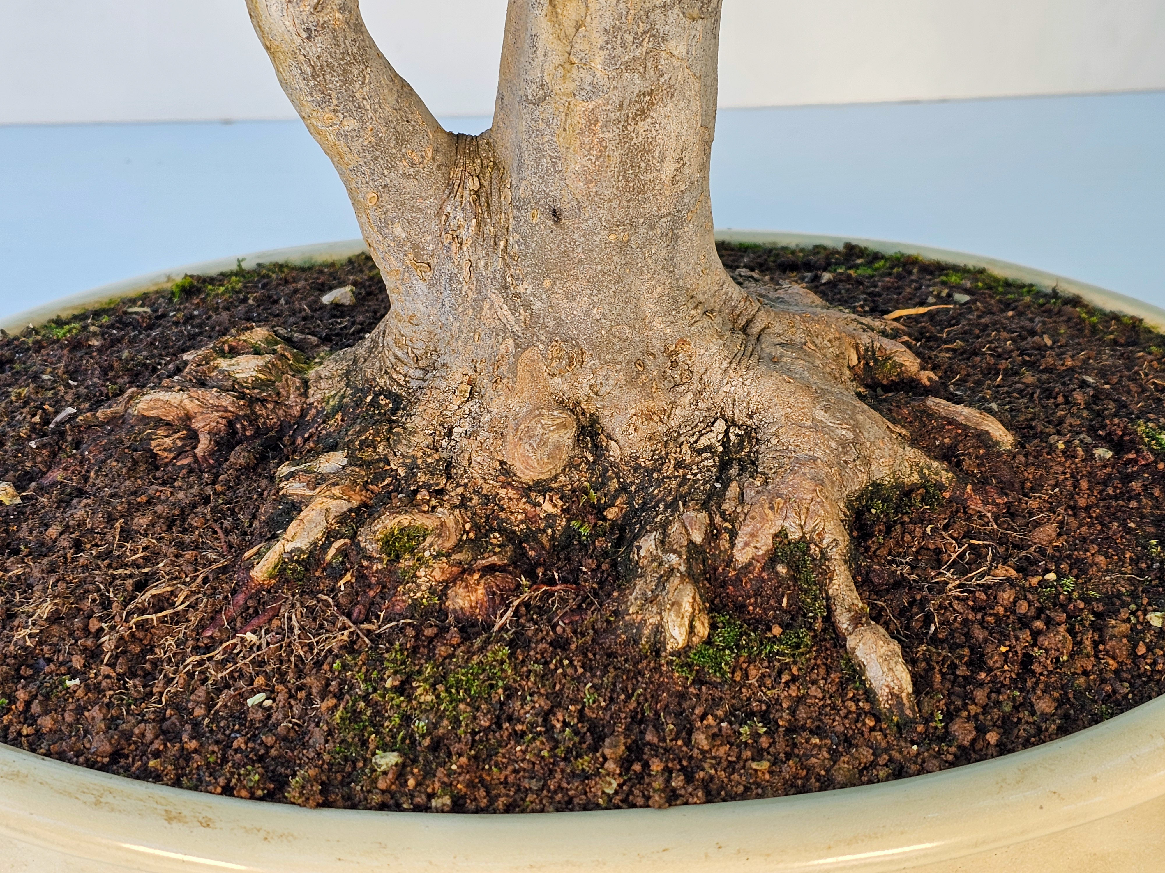 Bonsai Dreispitzahorn - Acer buergerianum 62cm