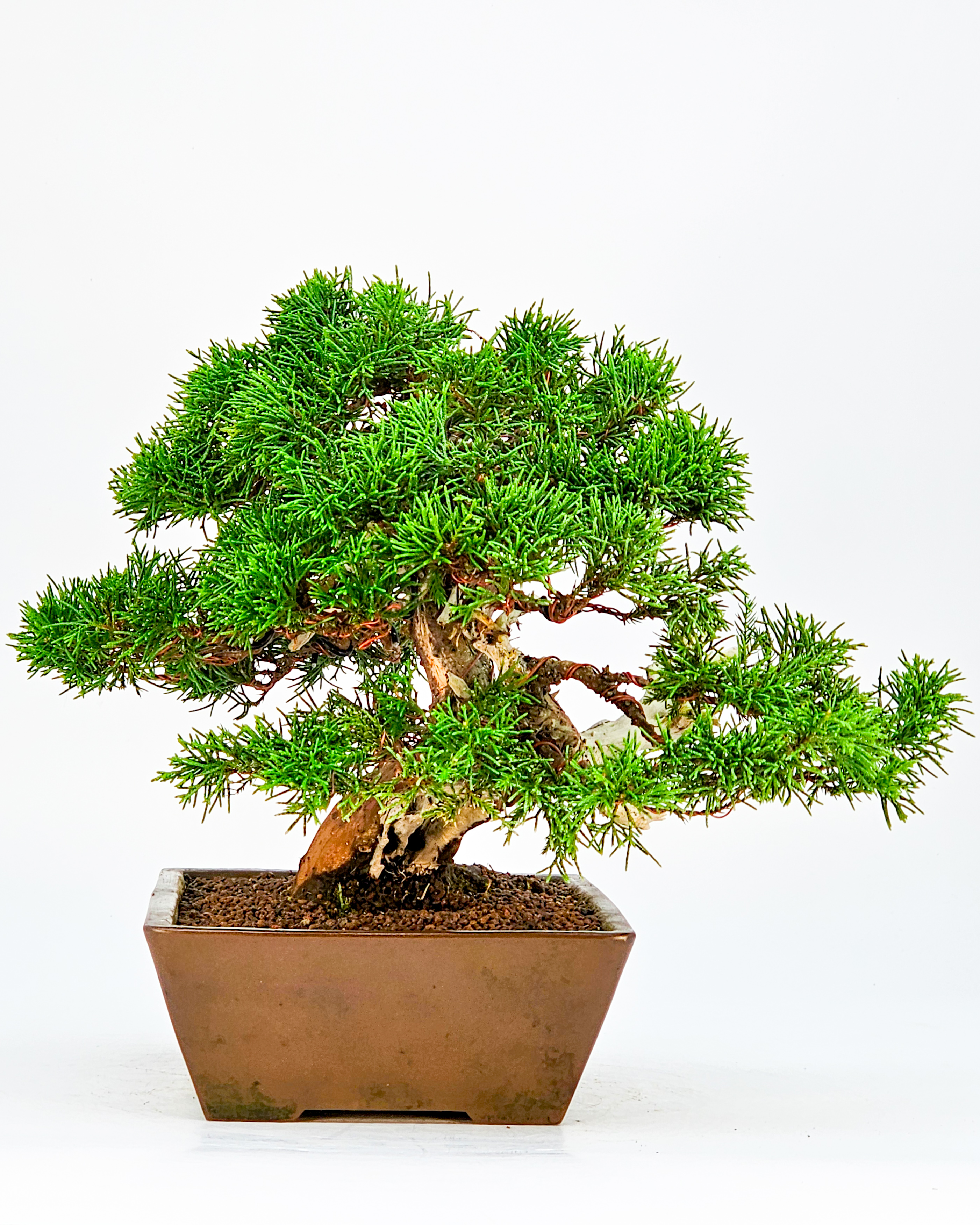Bonsai Wacholder Juniperus chinensis Shohin 21cm