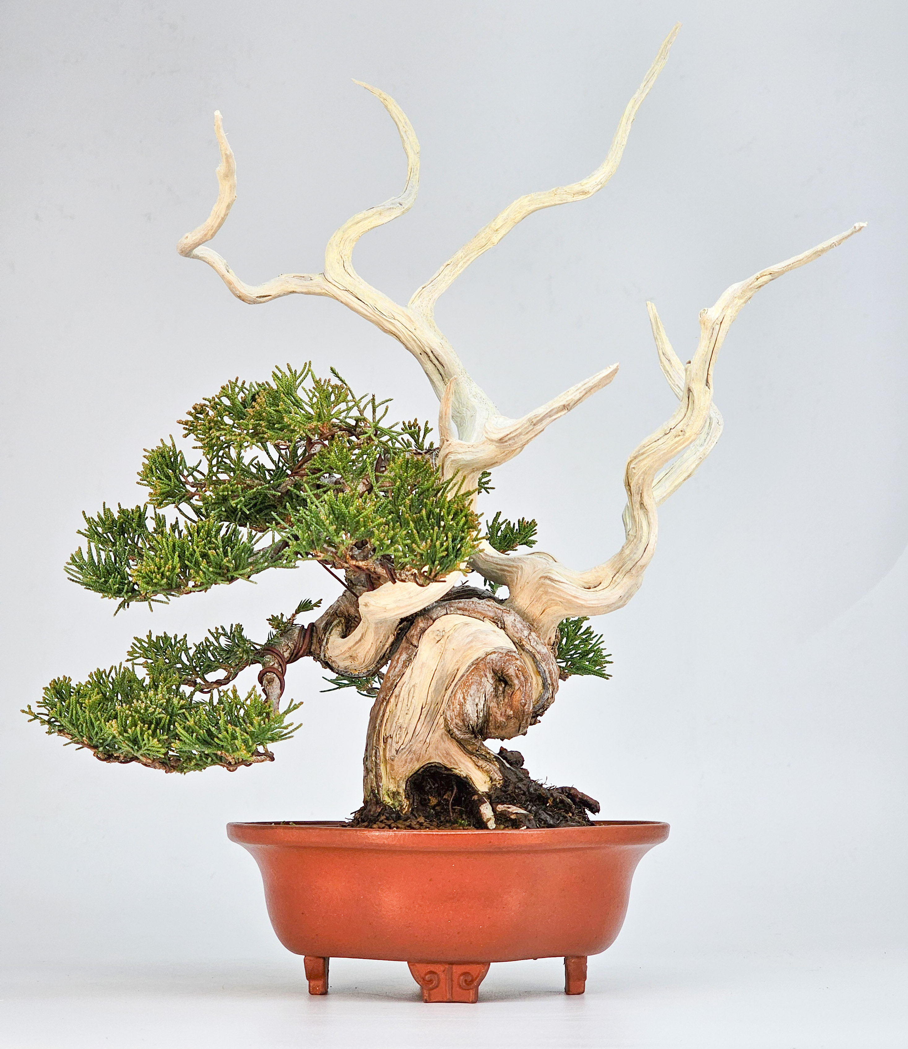 Bonsai Premium Wacholder - Juniperus chinensis 13/30cm
