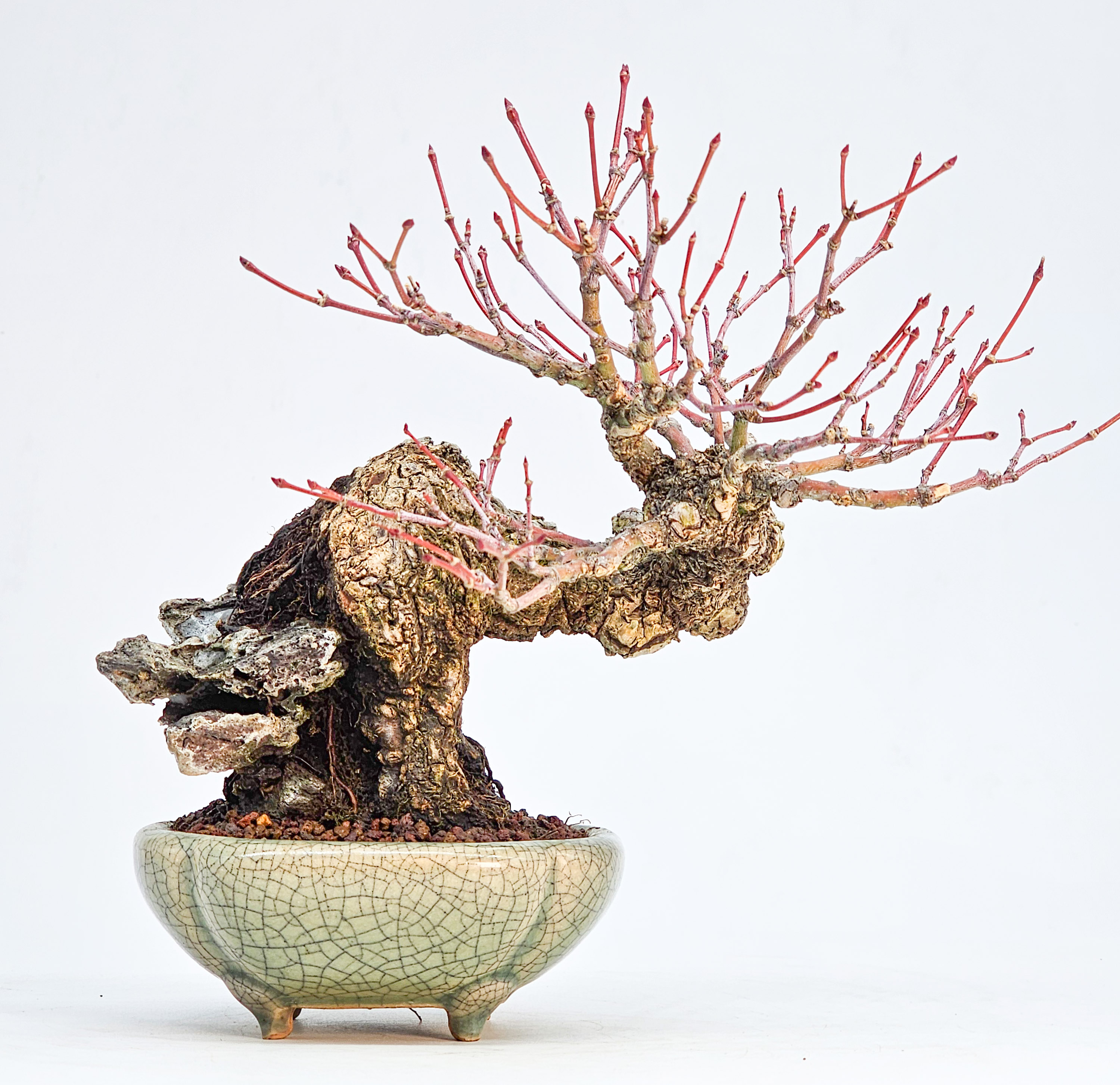 Bonsai Premium Fächerahorn - Acer palmatum Arakawa Ishizuki Shohin 16cm