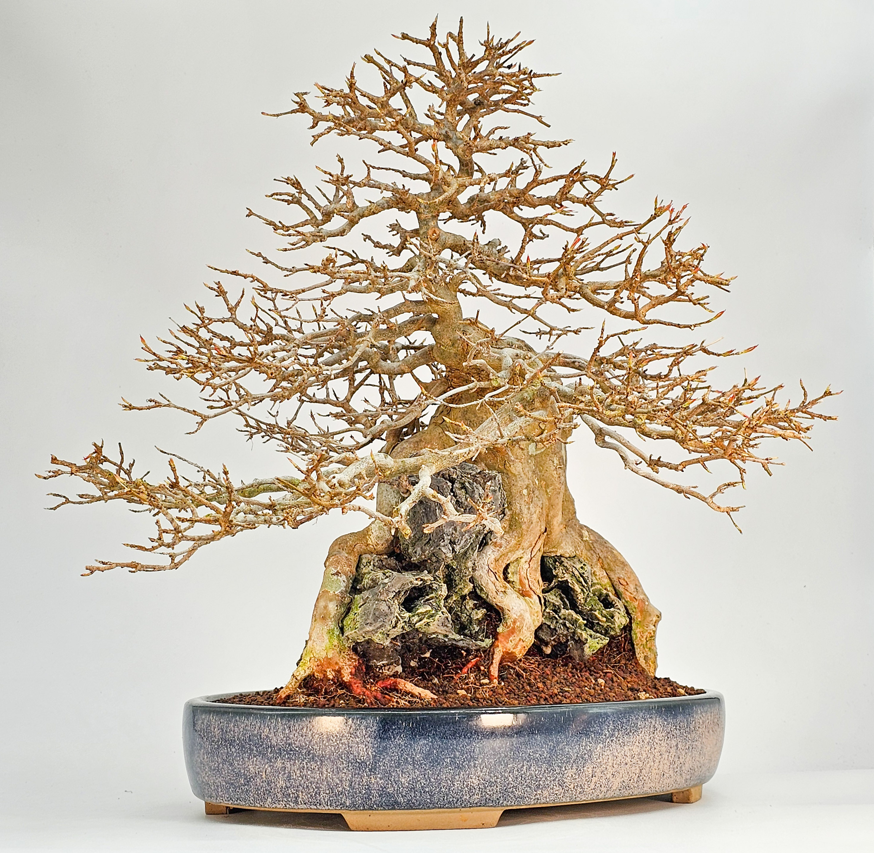 Bonsai Dreispitzahorn  - Acer buergerianum Ishizuki 37cm