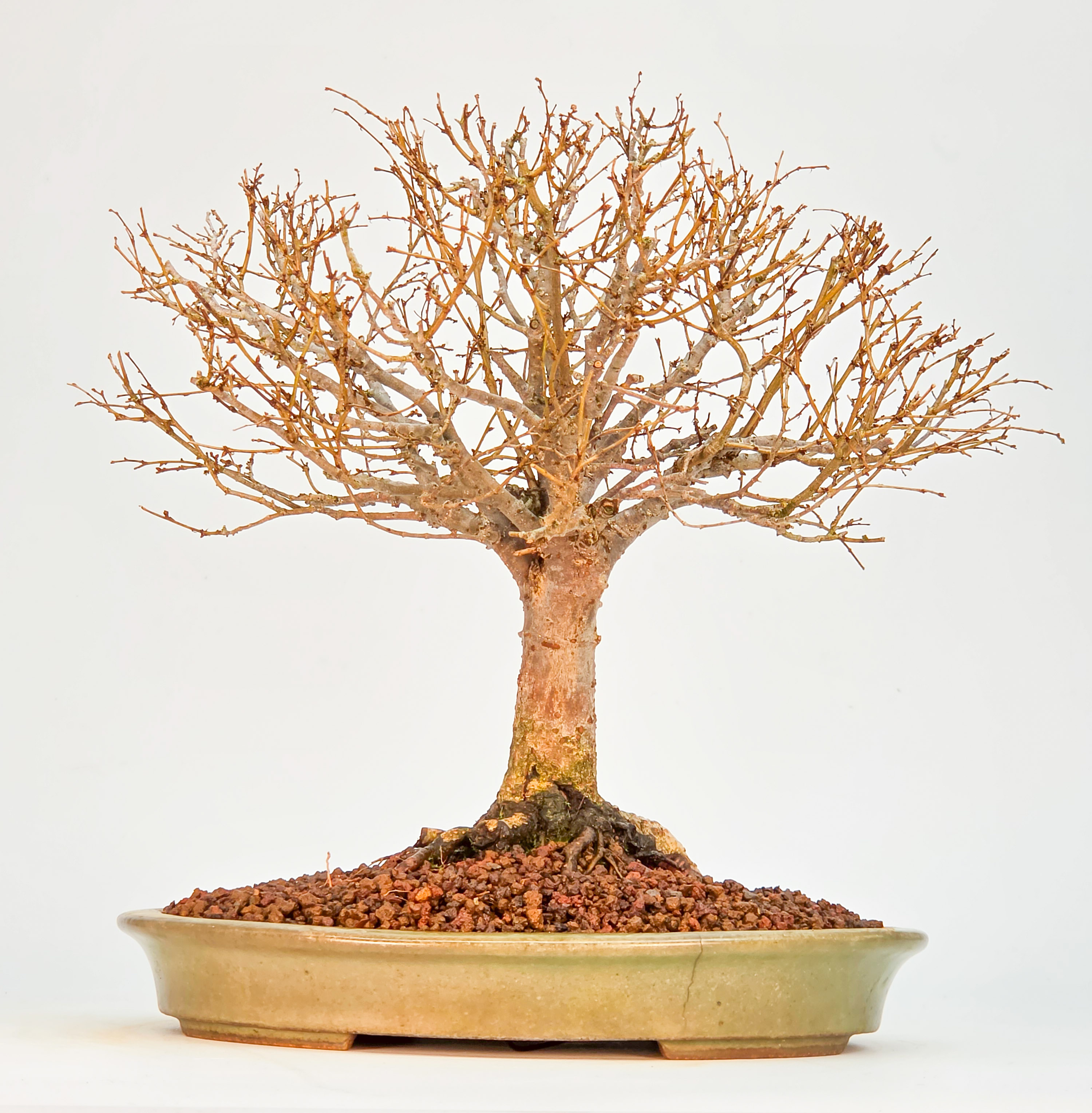 Bonsai Zelkova serrata Shohin 21cm Video!!
