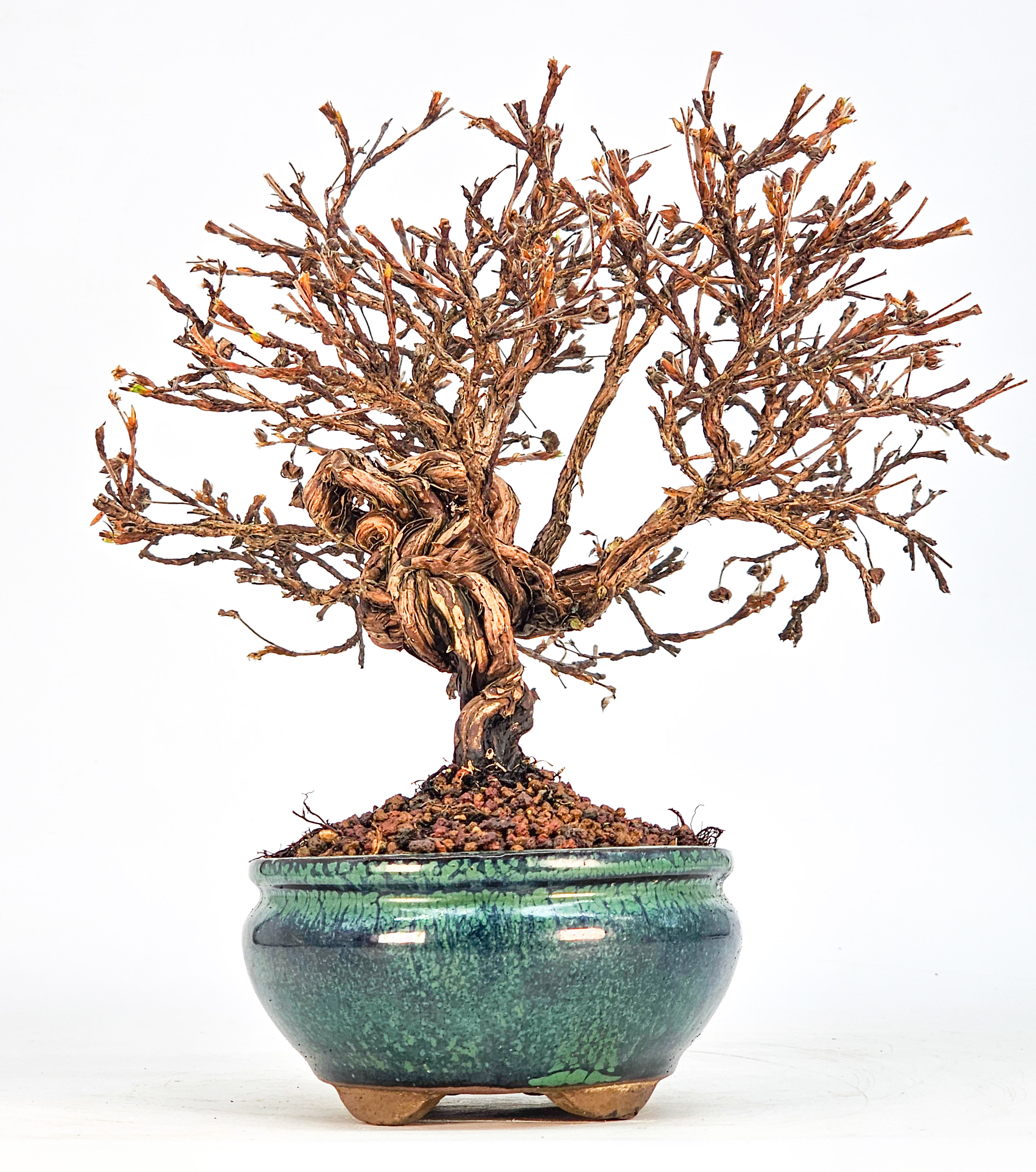Bonsai Potentilla fruticosa - Fingerstrauch Shohin 19cm