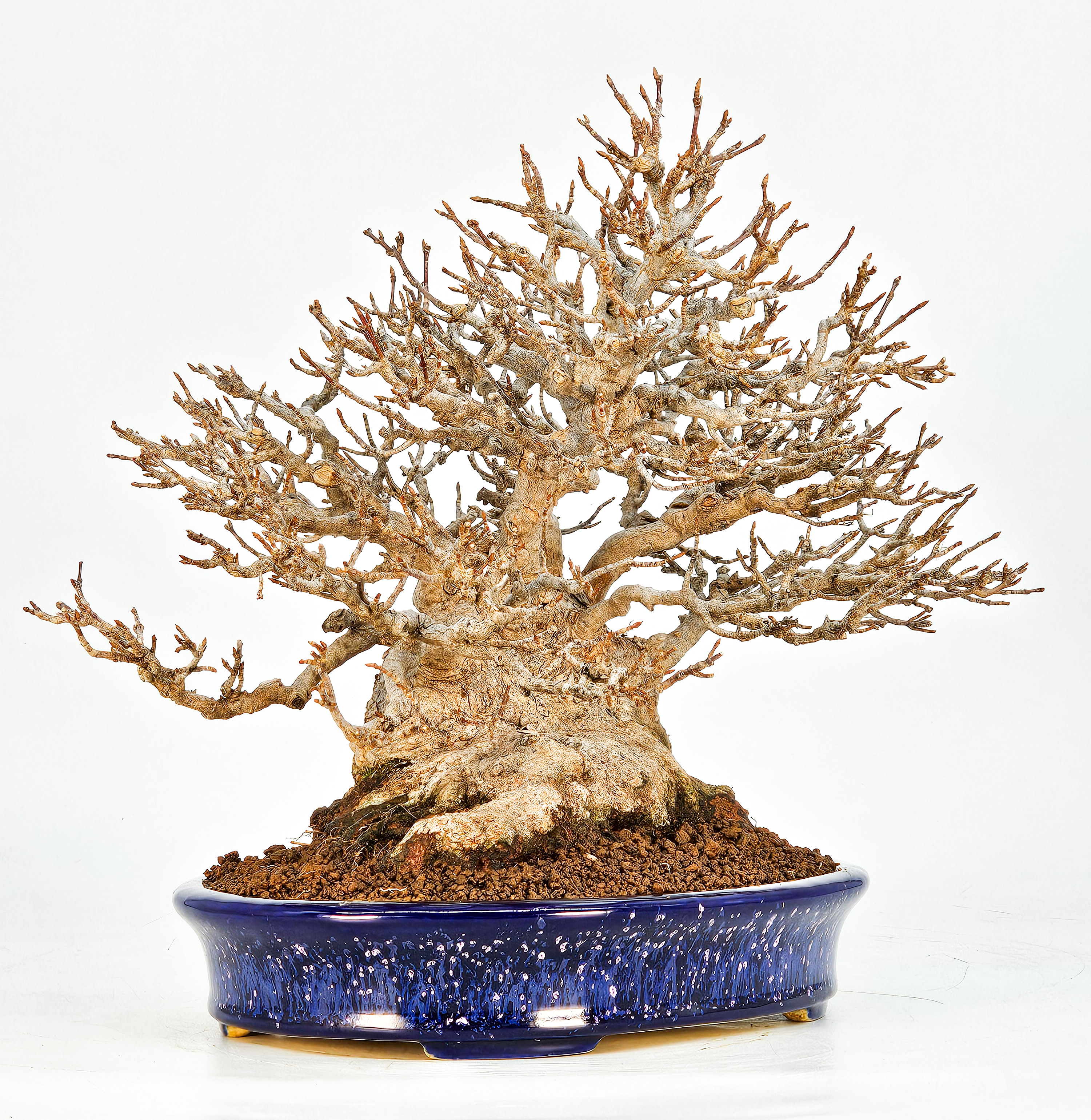 Bonsai Dreispitzahorn - Acer buergerianum 20cm Video!! Bonsai Dreispitzahorn - Acer buergerianum 20cm Video!!