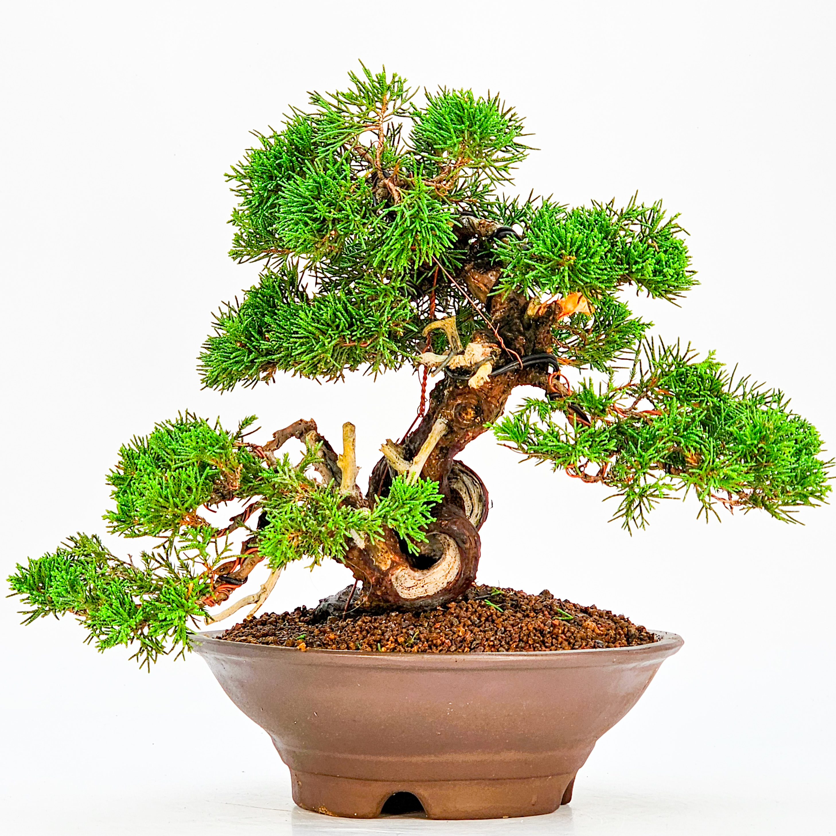 Bonsai Wacholder - Juniperus chinensis 23cm   