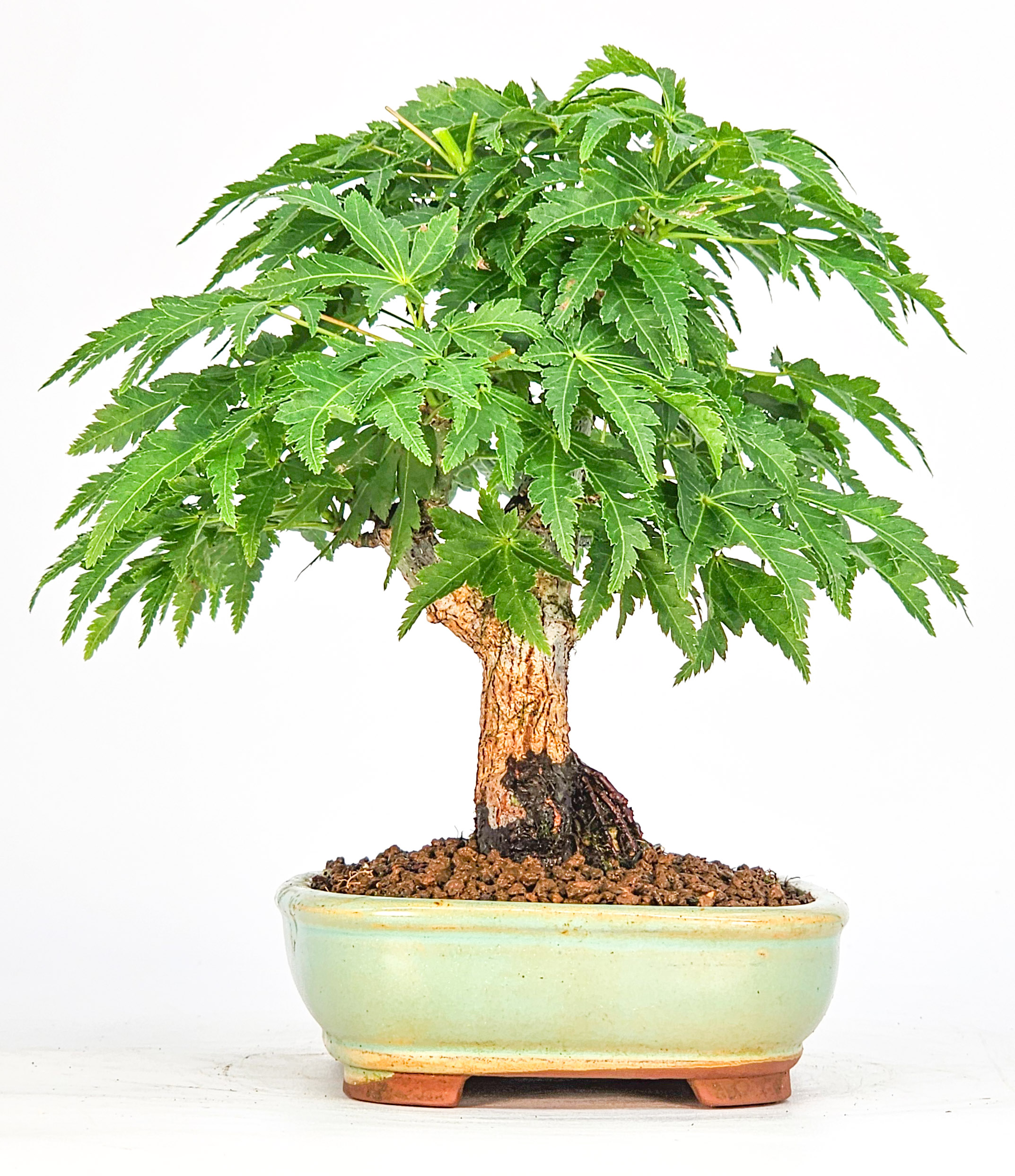 Bonsai Löwenkopfahorn- Acer palmatum Shishigashira Shohin 11cm