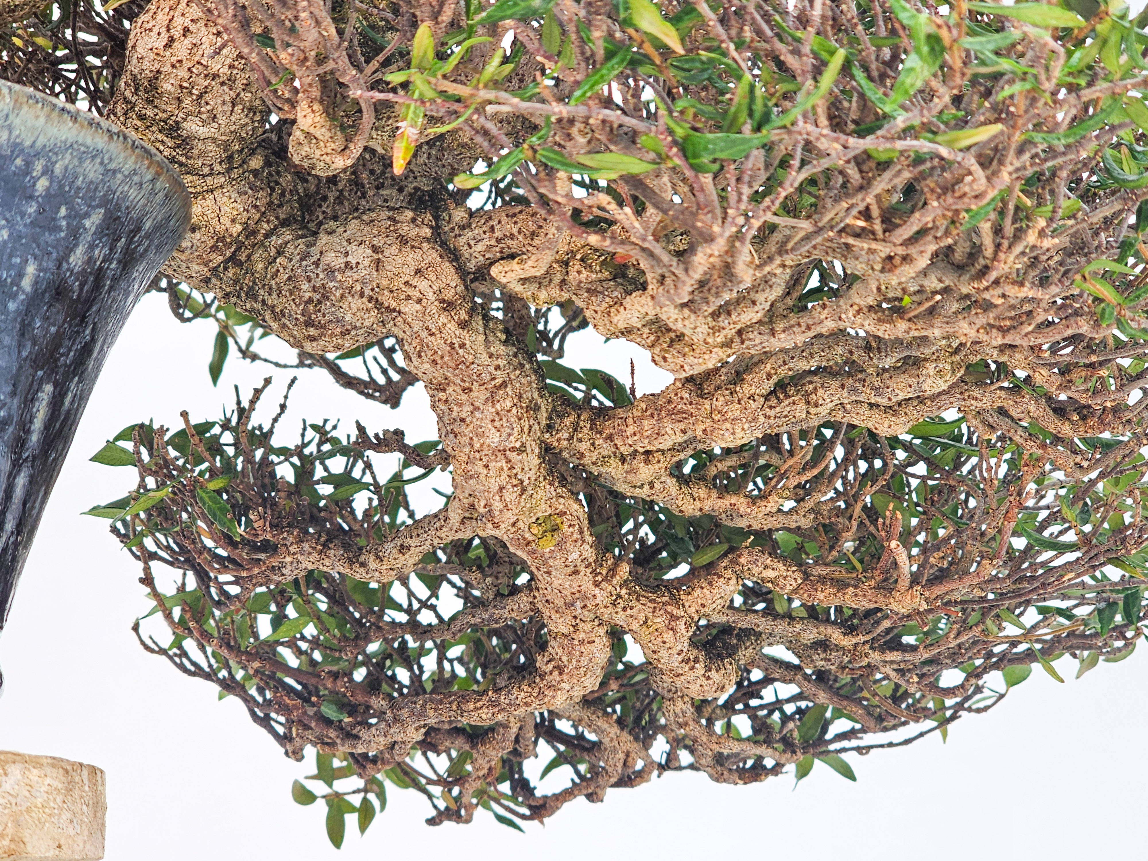 Bonsai Premium Sternjasmin - Trachelospermum asiaticum 25cm