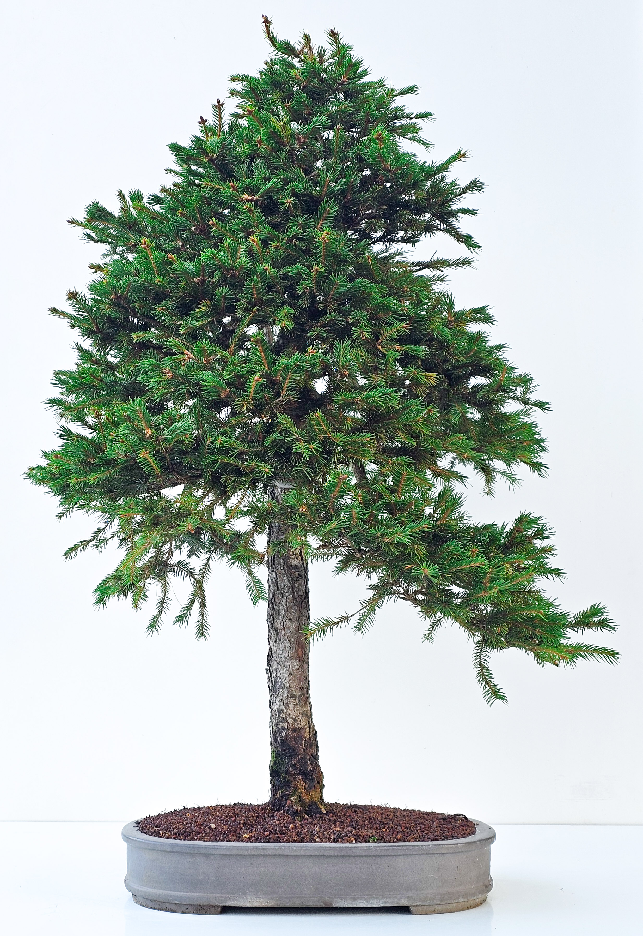 Bonsai Fichte - Picea 84cm Video!!