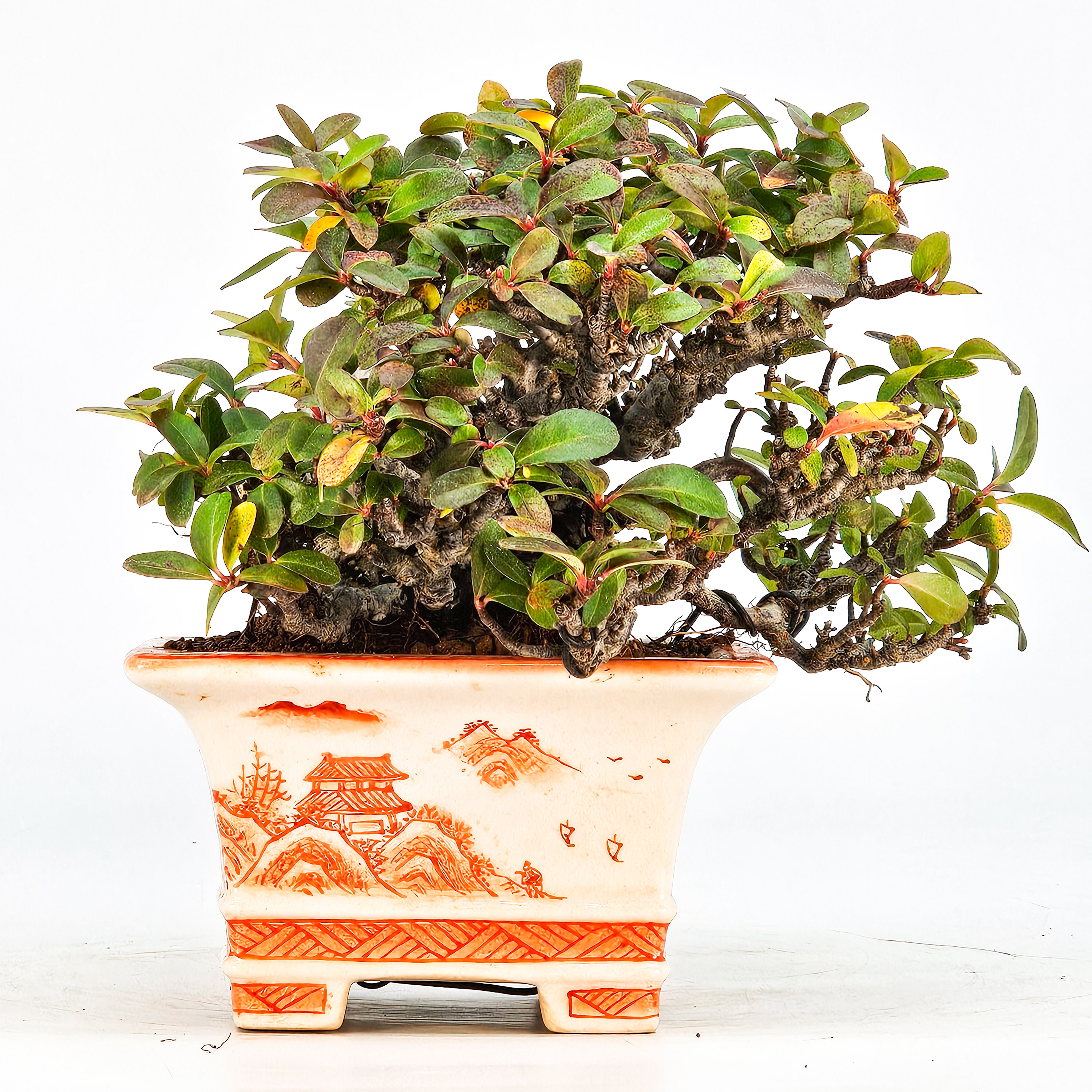 Bonsai Pyracantha - Feuerdorn Shohin 10cm  Video!!