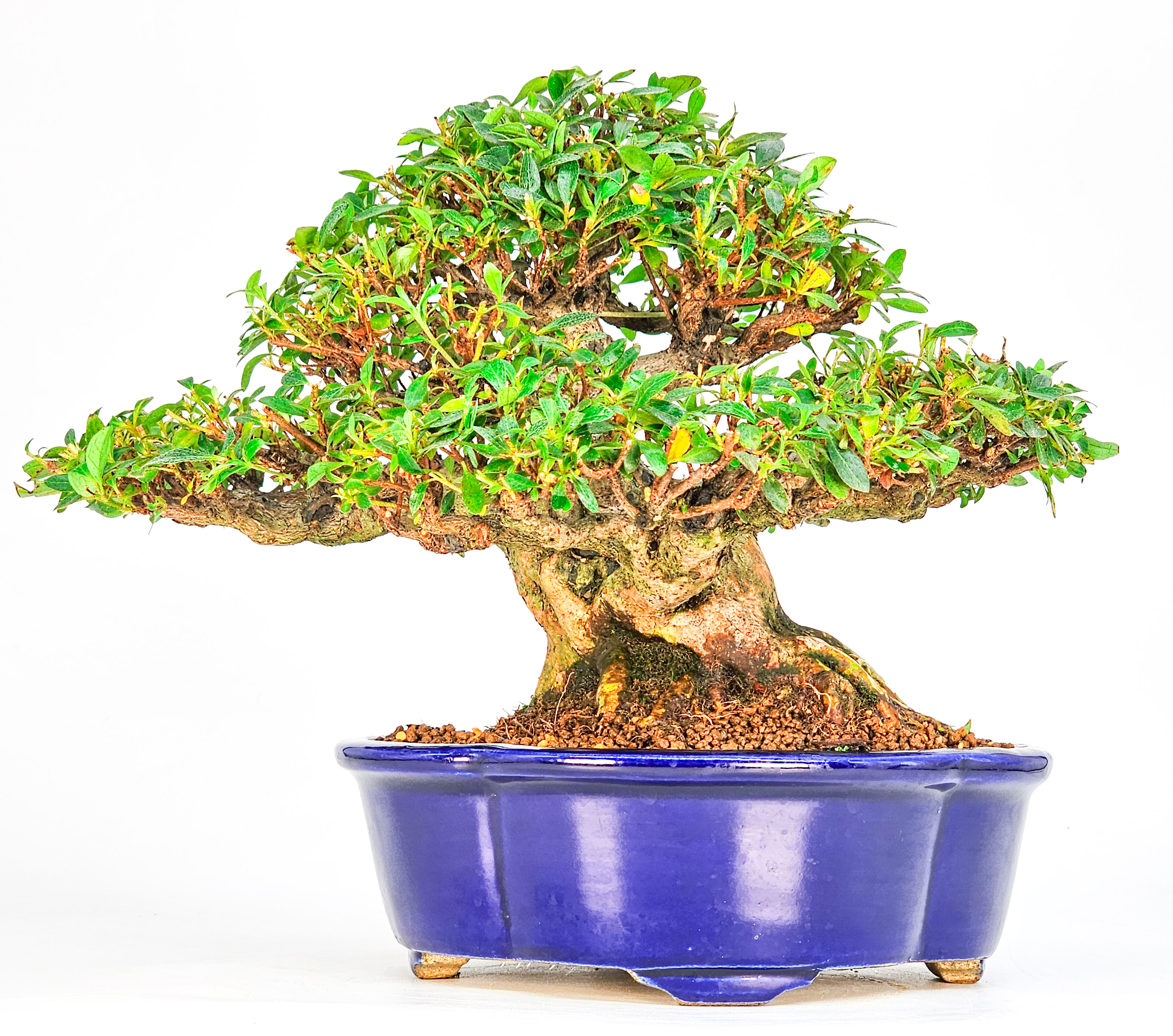 Bonsai Azalee - Rhododendron indicum - Hanabin 21cm