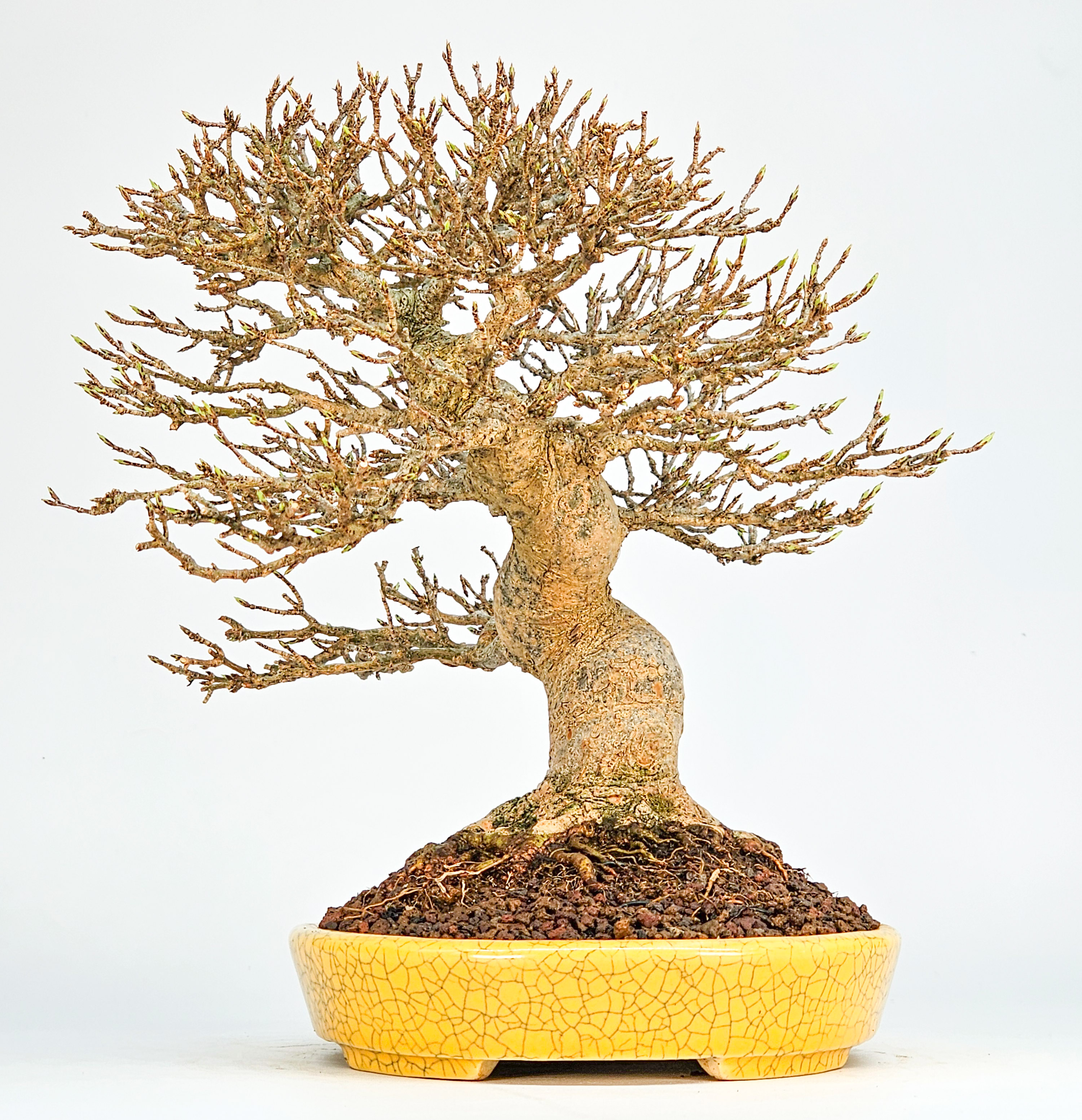 Bonsai Premium Dreispitzahorn - Acer buergerianum Shohin 20cm Video!!
