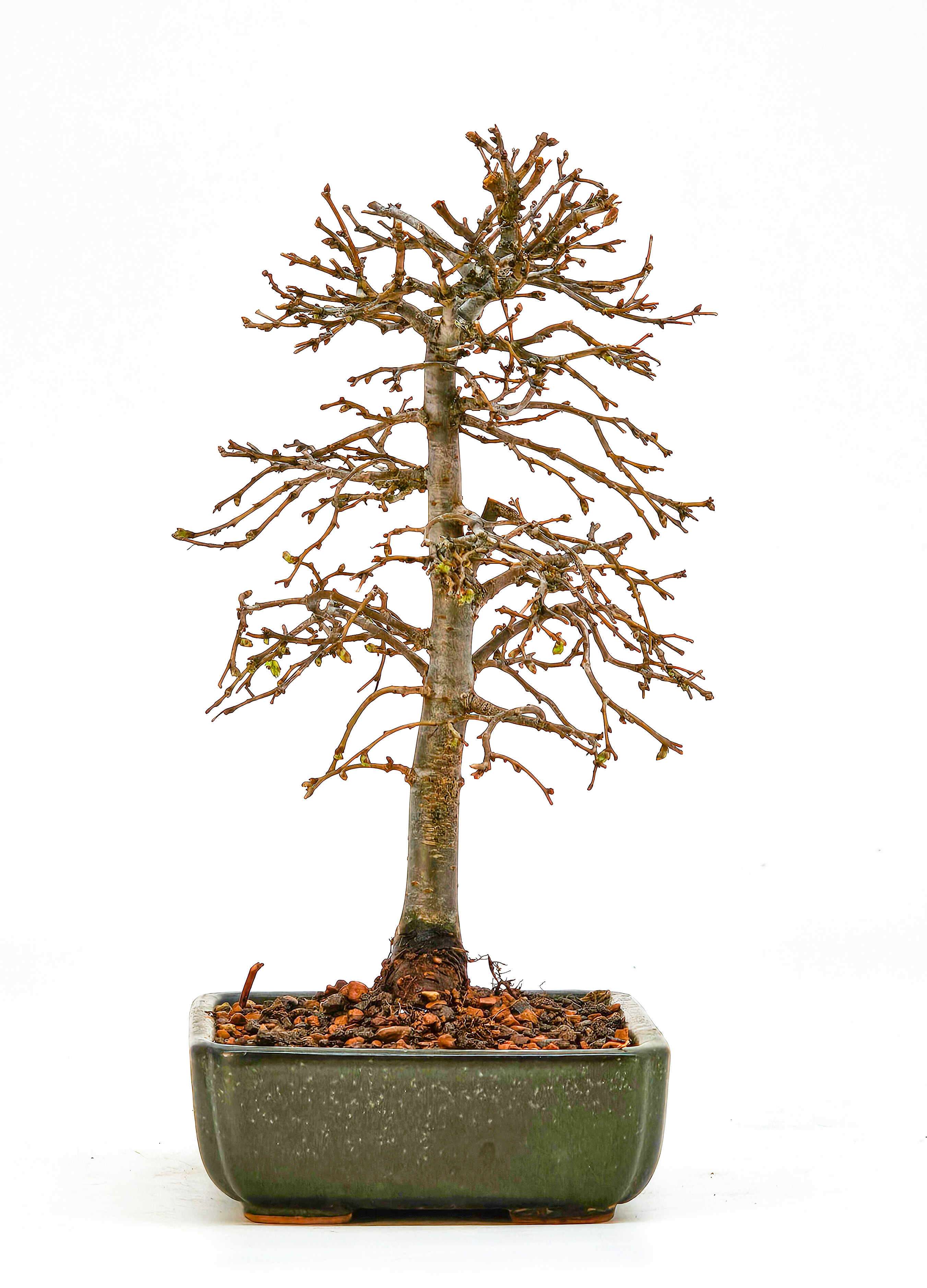 Bonsai Zelkova serrata Shohin 17cm 