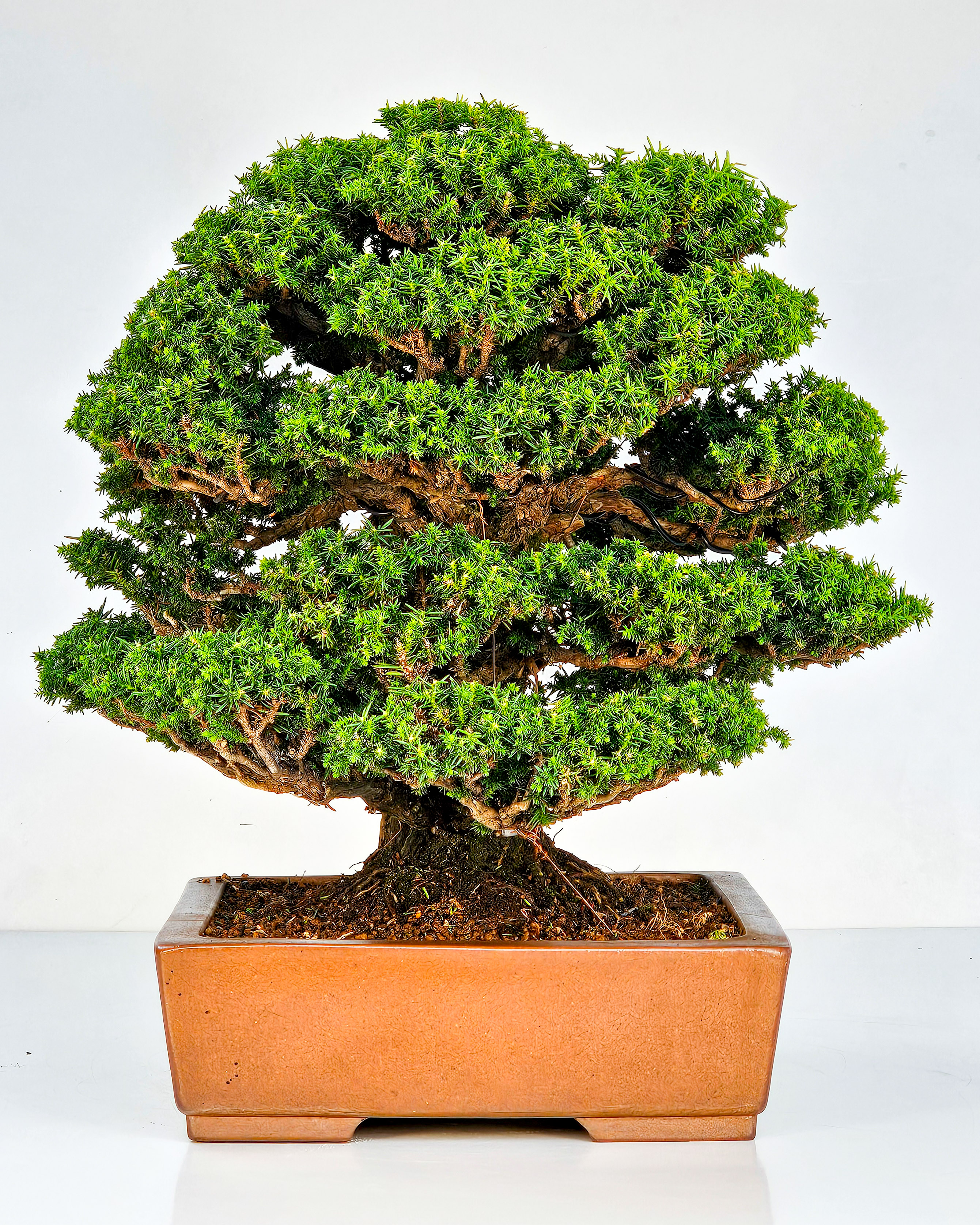 Bonsai Sicheltanne Cryptomeria Japonica 33cm Bonsai Sicheltanne Cryptomeria Japonica 33cm