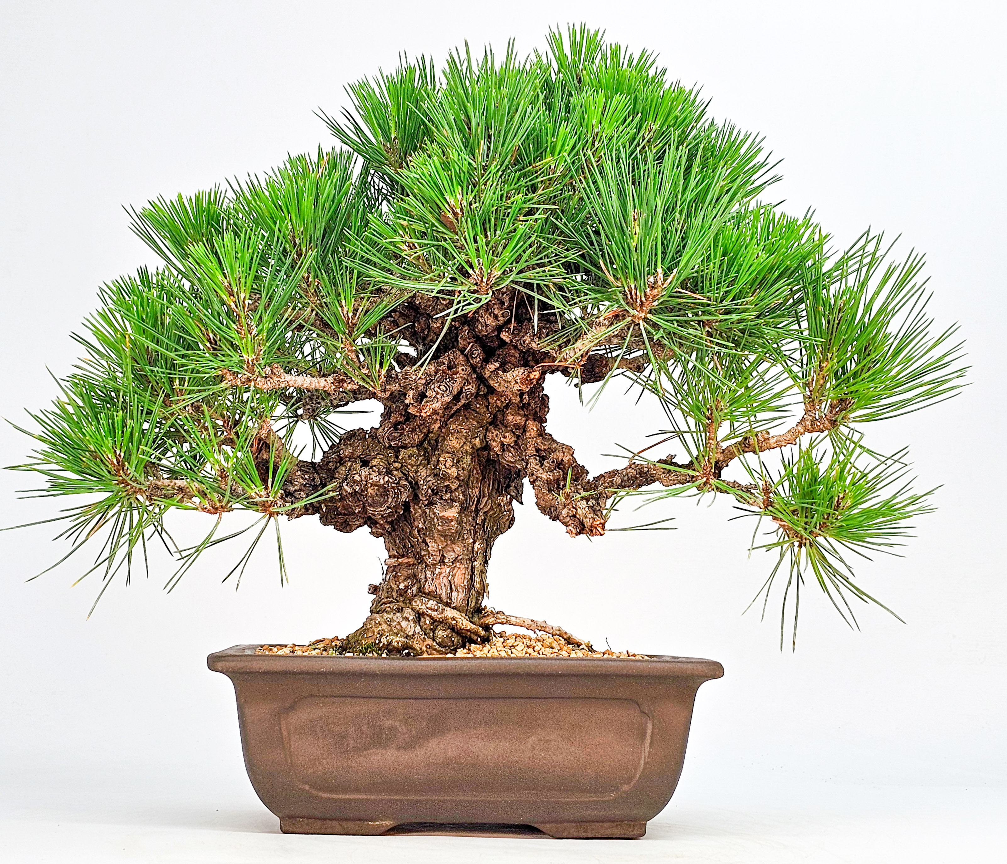 Bonsai Schwarzkiefer - Pinus thunbergii 26cm 