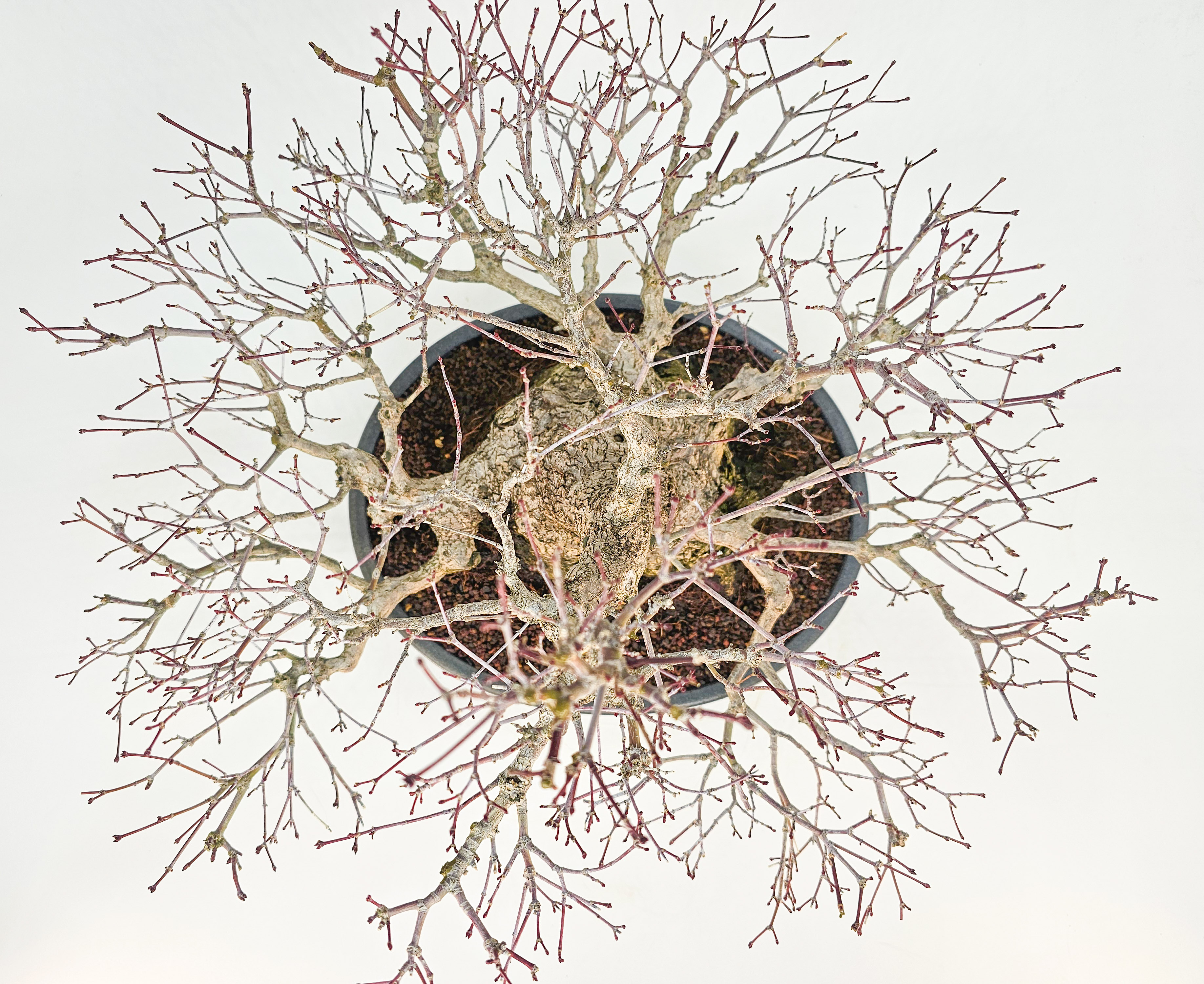 Bonsai Premium  Fächerahorn - Acer palmatum Shohin 25cm