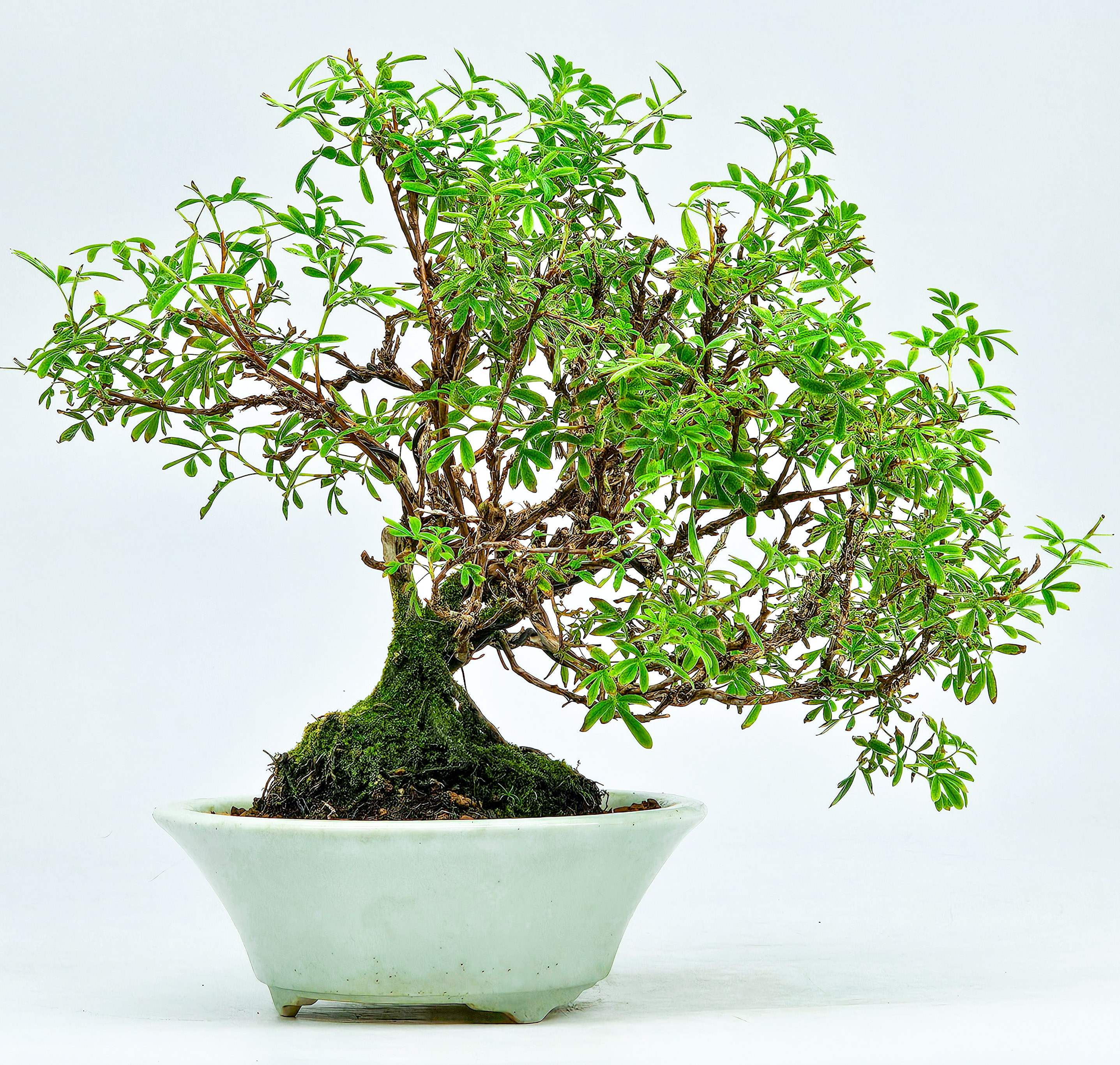 Bonsai Potentilla fruticosa - Fingerstrauch Shohin 17cm 