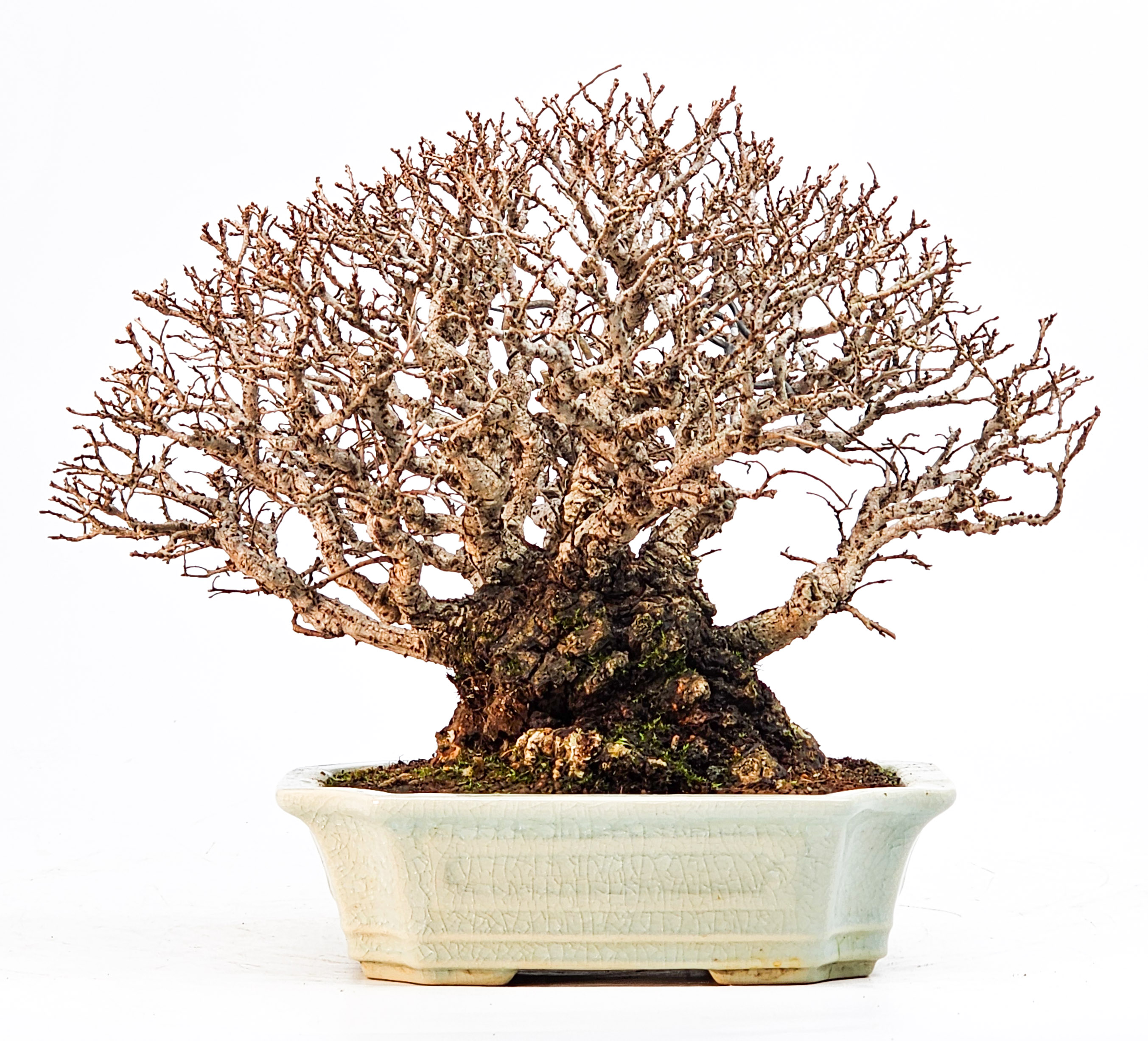 Bonsai Japanische Ulme - Ulmus parvifolia Shohin 17cm