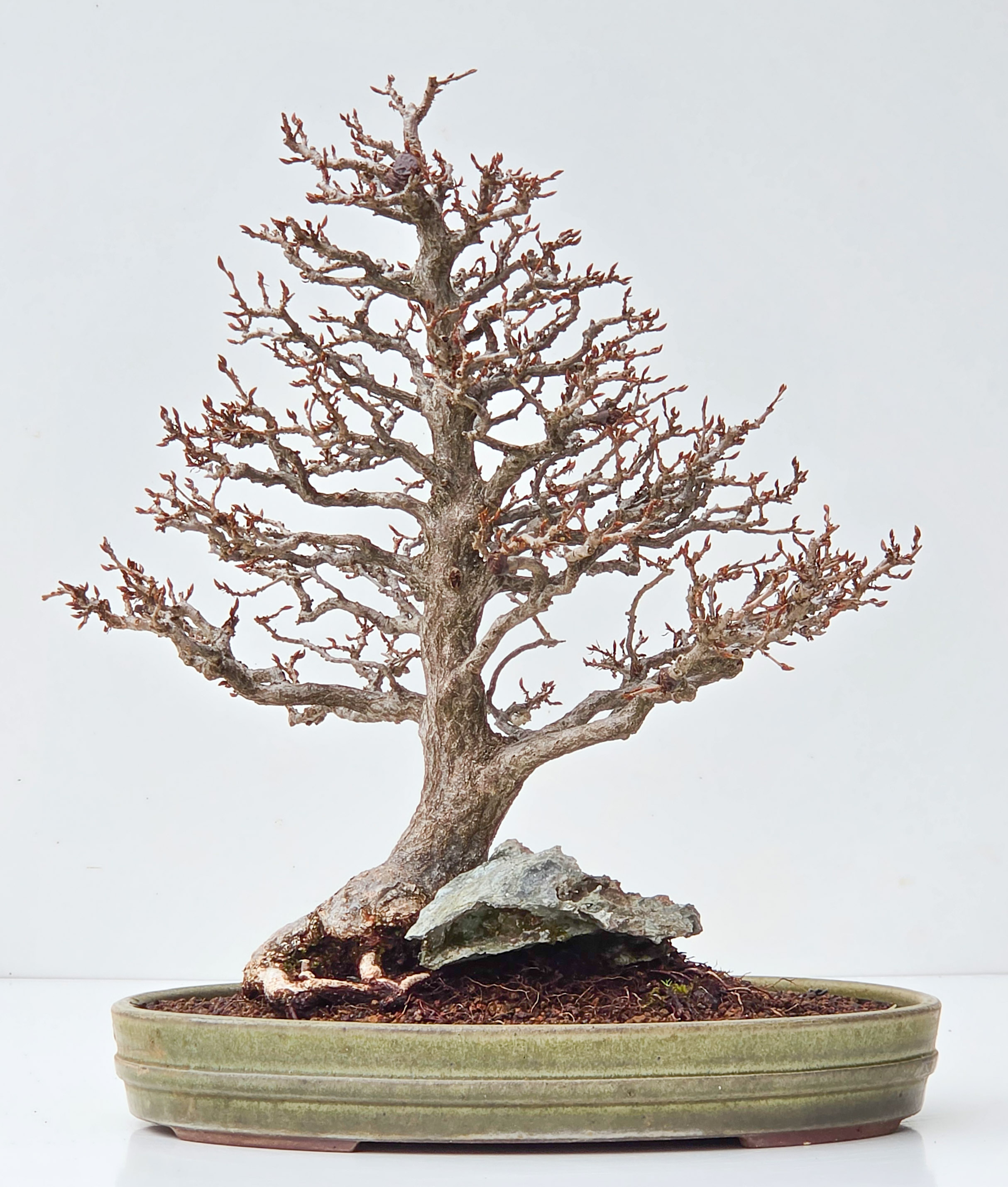 Bonsai Koreanische Hainbuche - Carpinus coreana Ishizuki 38cm