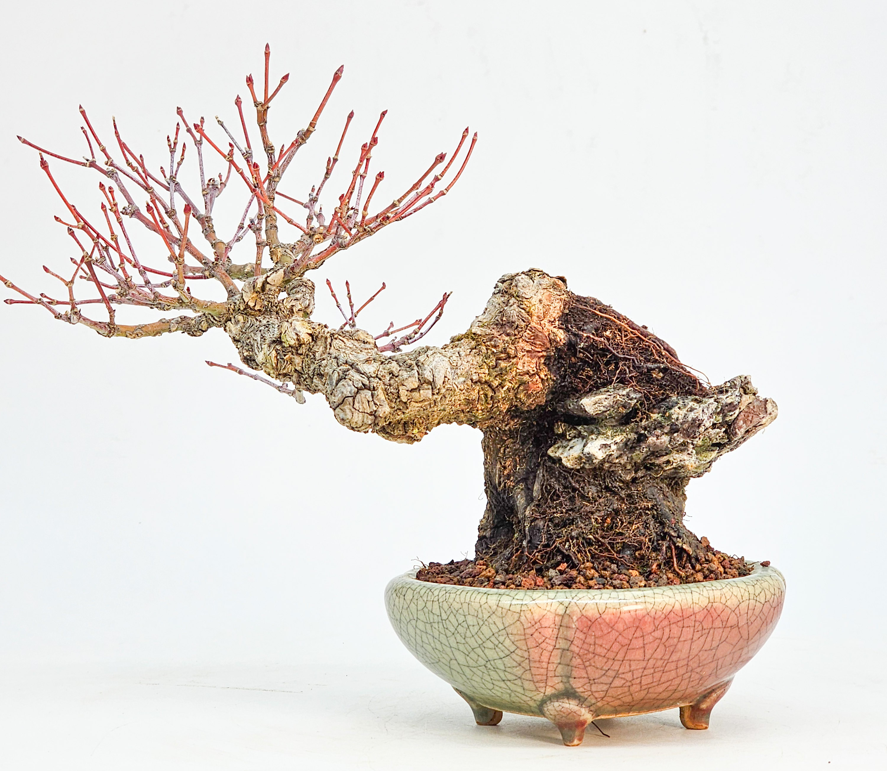 Bonsai Premium Fächerahorn - Acer palmatum Arakawa Ishizuki Shohin 16cm
