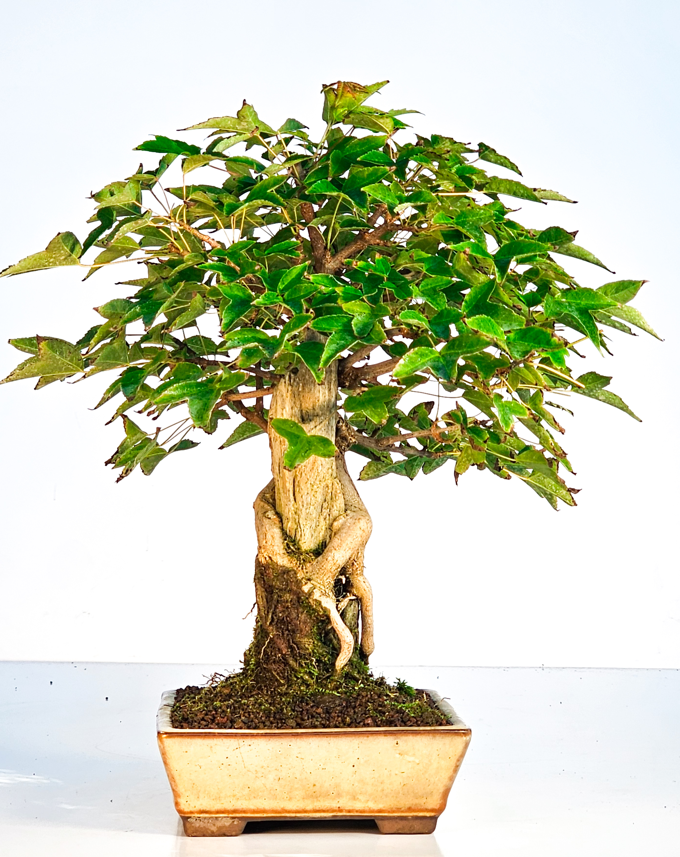 Bonsai Dreispitzahorn über Stein Ishizuki - Acer buergerianum 26cm Bonsai Dreispitzahorn über Stein Ishizuki - Acer buergerianum 26cm