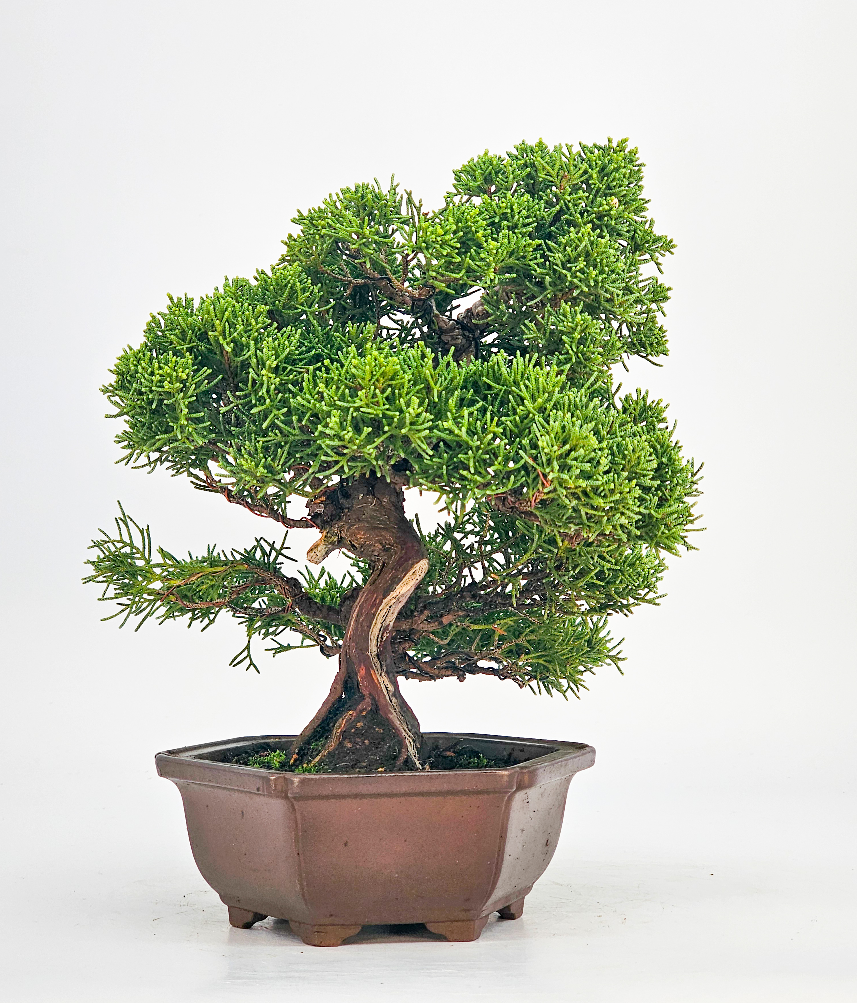 Bonsai Wacholder Juniperus chinensis Shohin 21cm