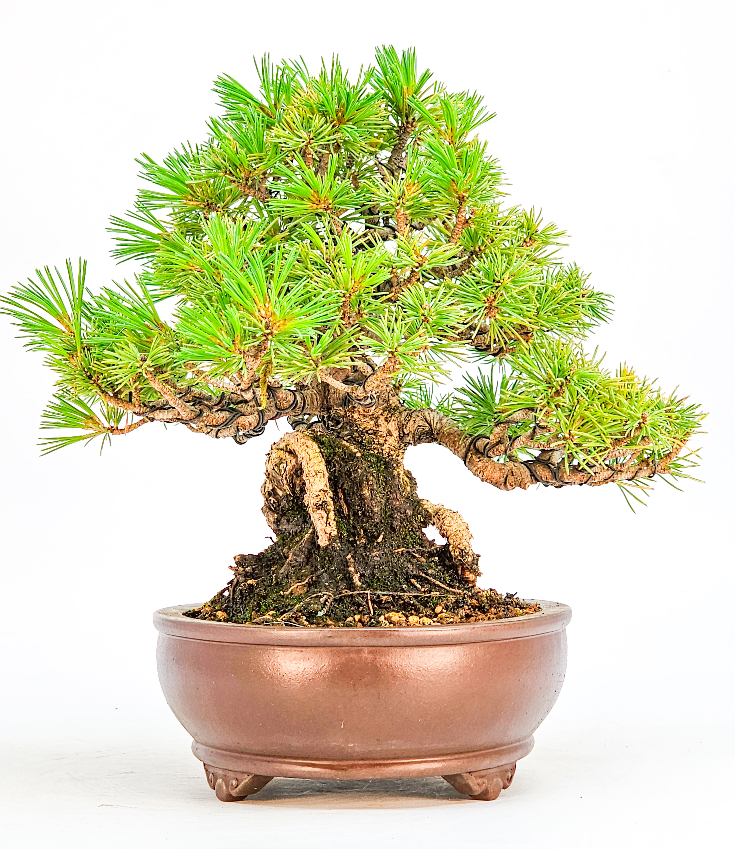 Bonsai Pinus parviflora - Mädchenkiefer Shohin 17,5cm