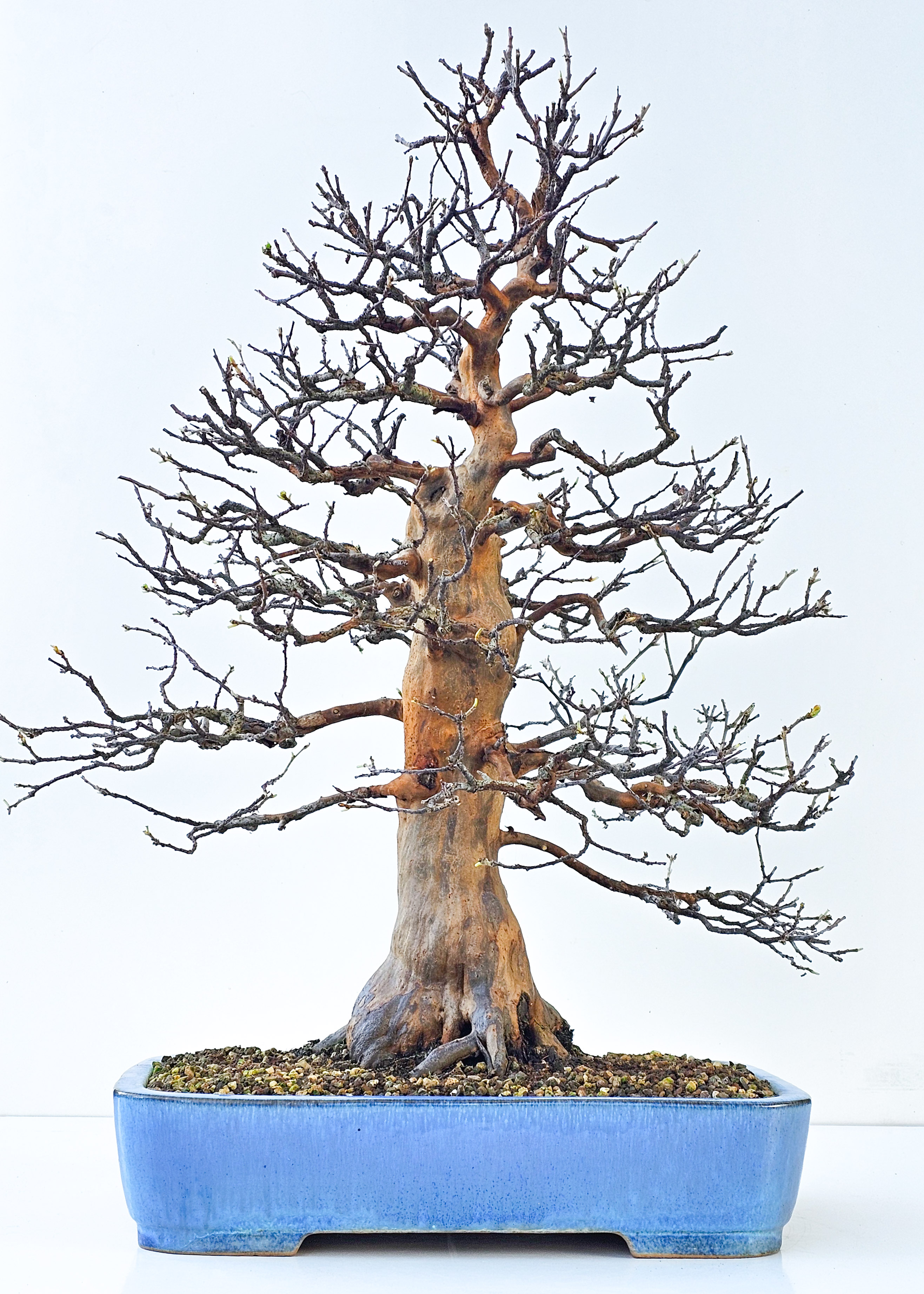 Bonsai Quitte - Pseudocydonia sinensis 77cm Video!! | SW12795