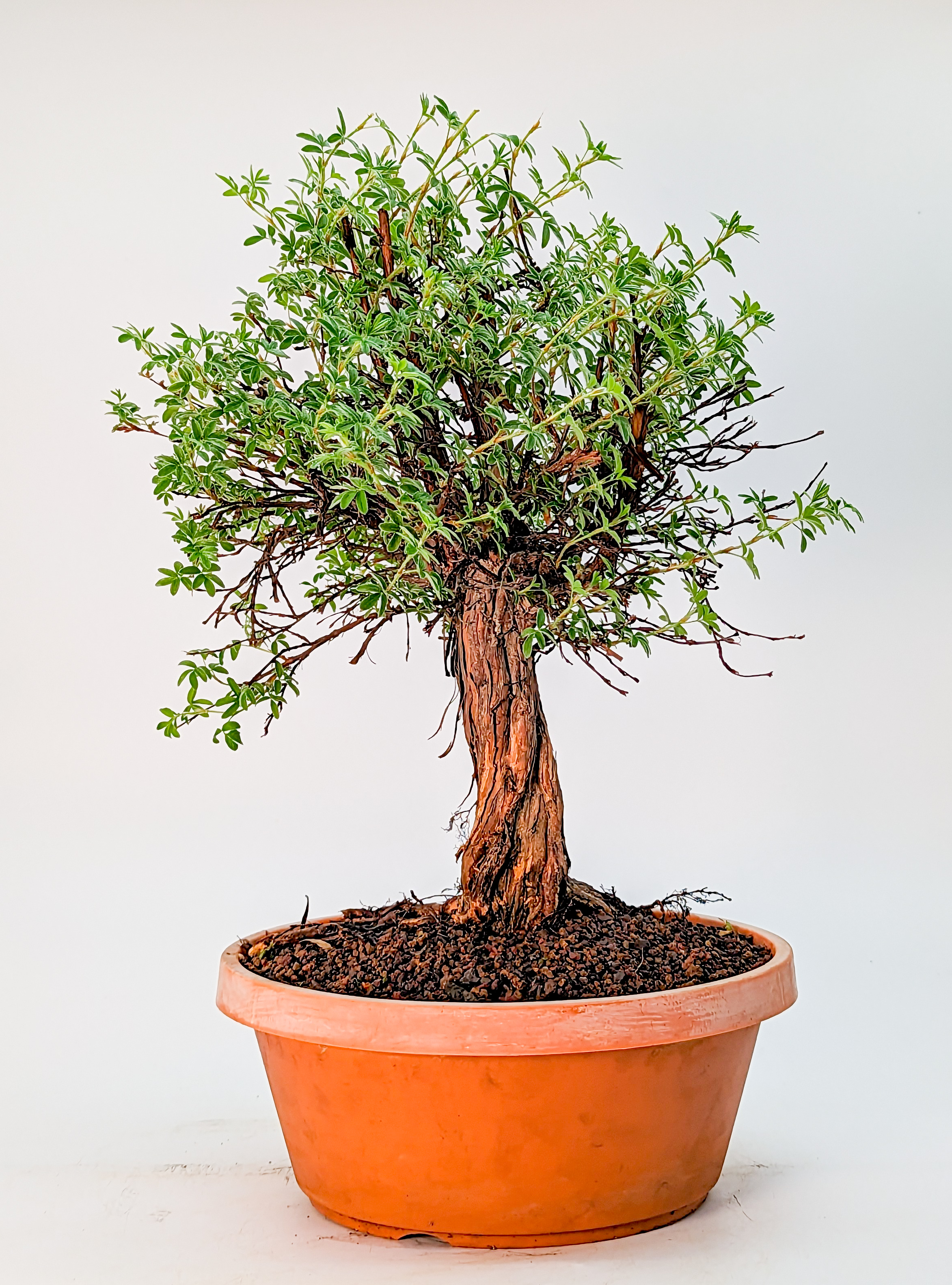 Bonsai Potentilla Kobold Fünffingerstrauch 28cm