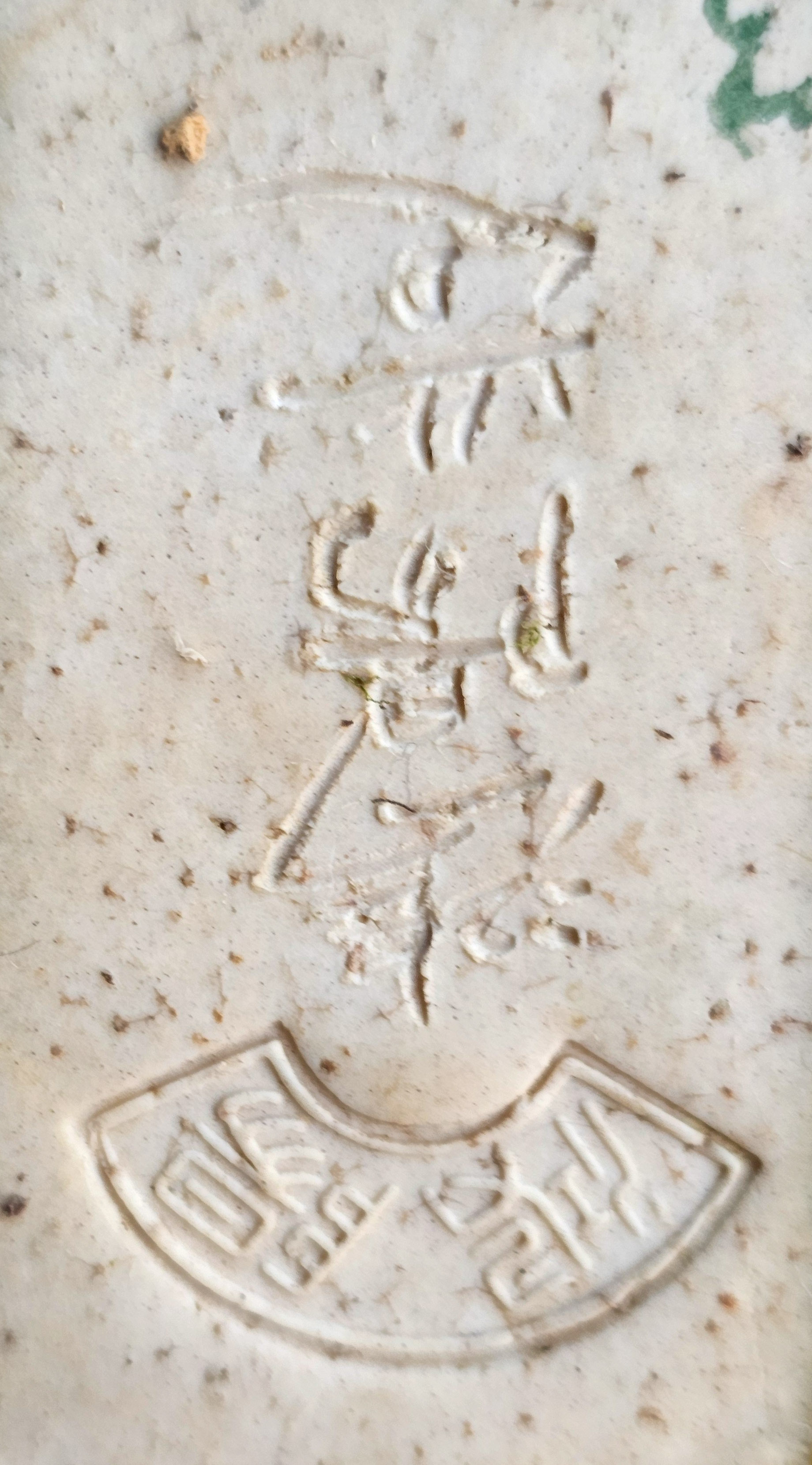 Bonsai Premium Zürgelbaum - Celtis sinensis Shohin 21cm