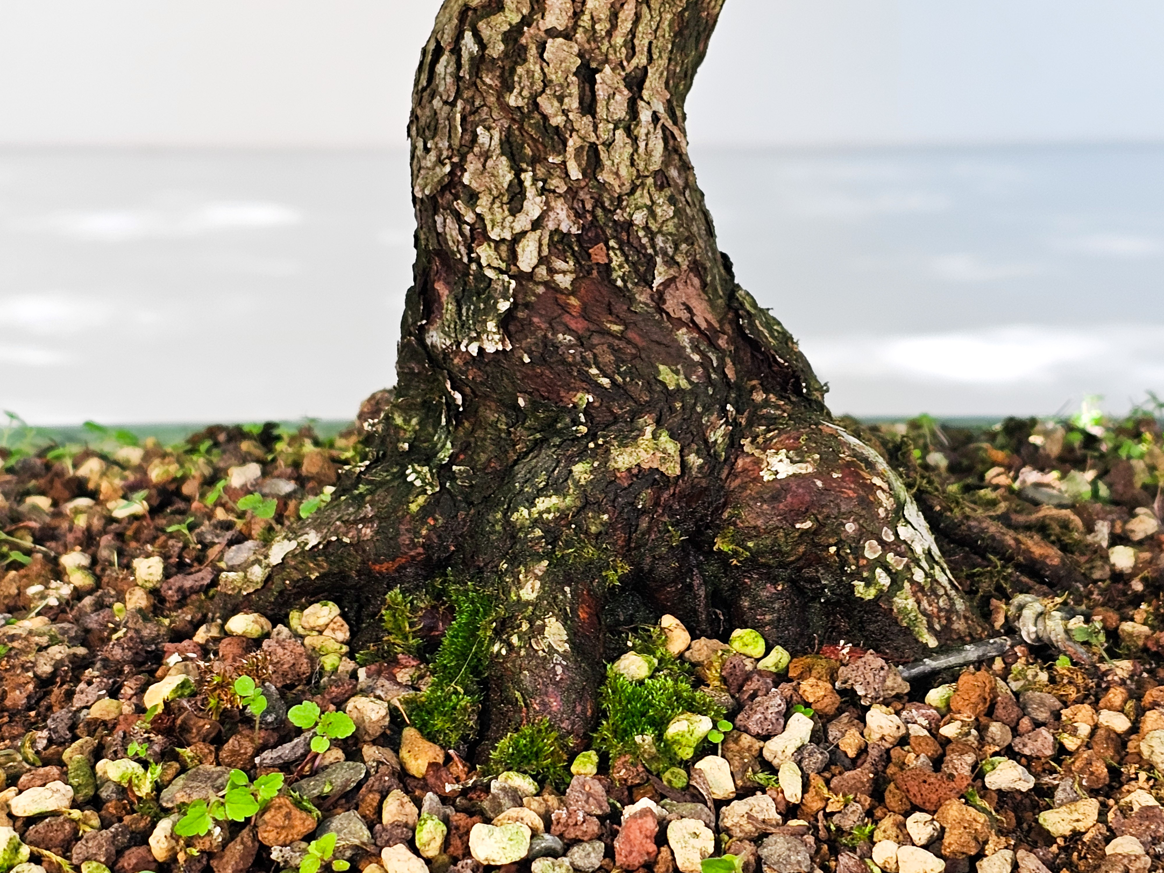 Bonsai Azalee Rhododendron indicum -Shin Koyo- 58cm Bonsai Azalee Rhododendron indicum -Shin Koyo- 58cm