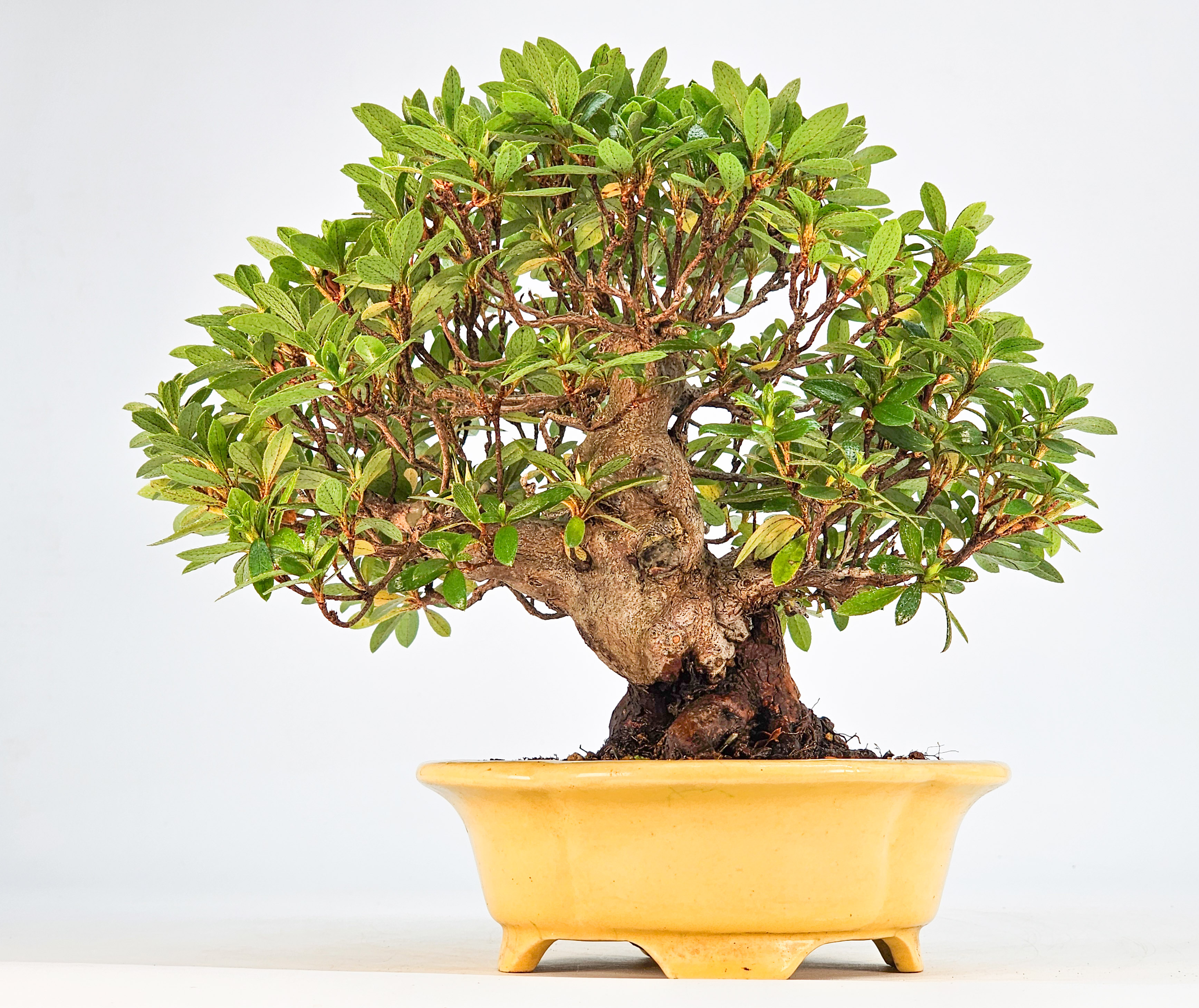 Bonsai Azalee - Rhododendron indicum - Shugestu Shohin 18cm