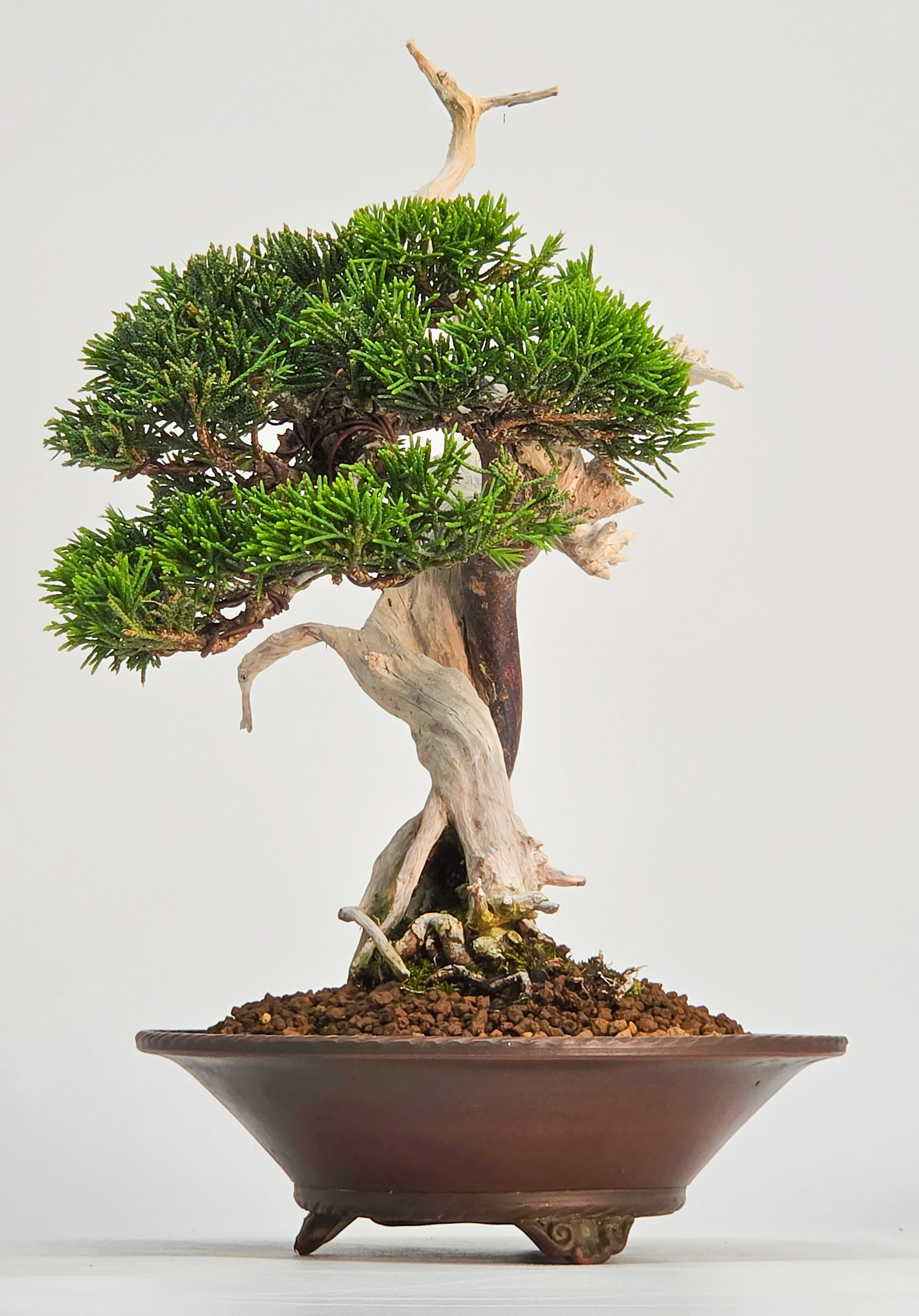 Bonsai Wacholder - Juniperus chinensis Shohin 19cm