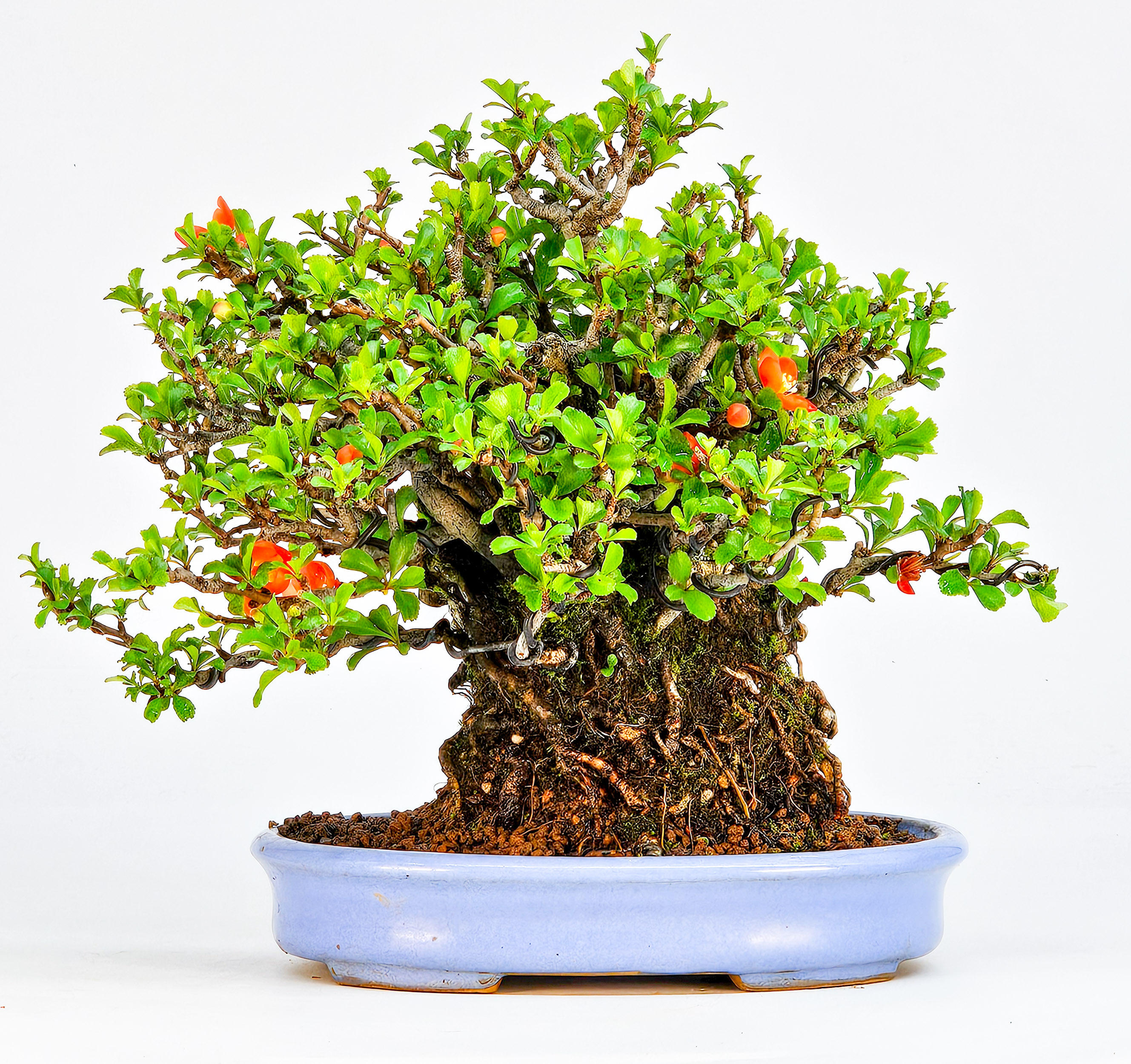 Bonsai Zierquitte - Chaenomeles - Chojubai Shohin 16cm