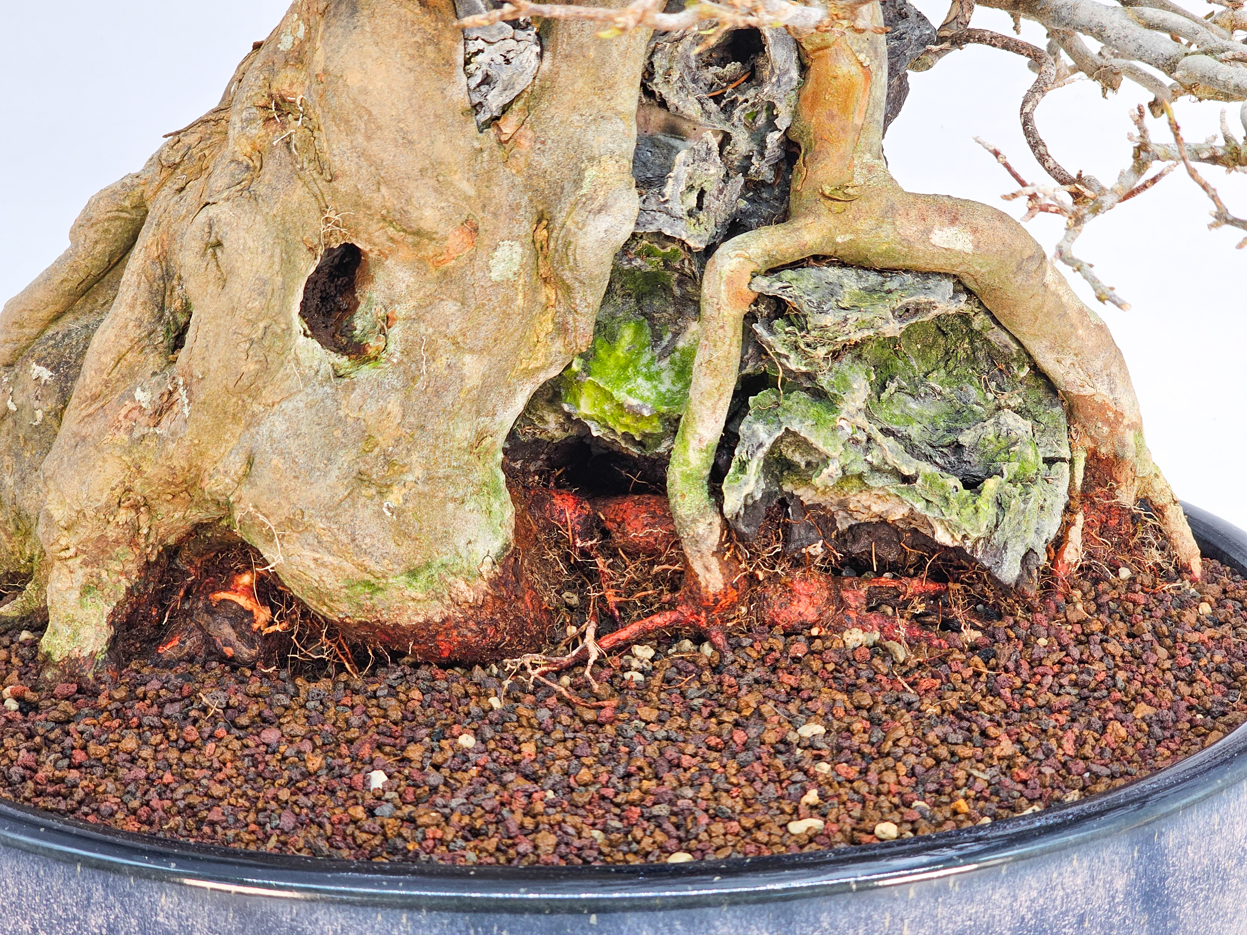 Bonsai Dreispitzahorn  - Acer buergerianum Ishizuki 37cm