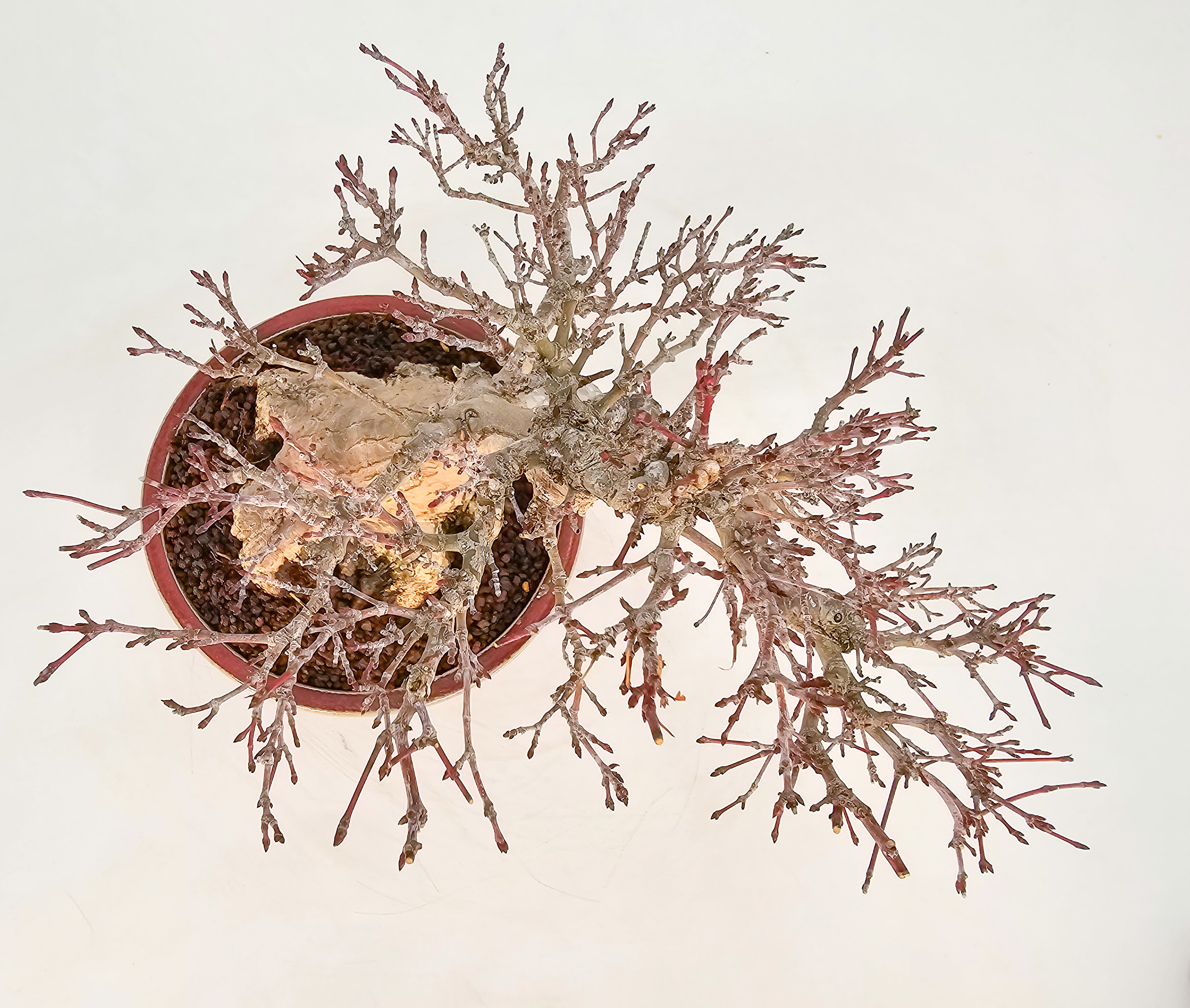 Bonsai Premium  Fächerahorn - Acer palmatum Shohin 17cm