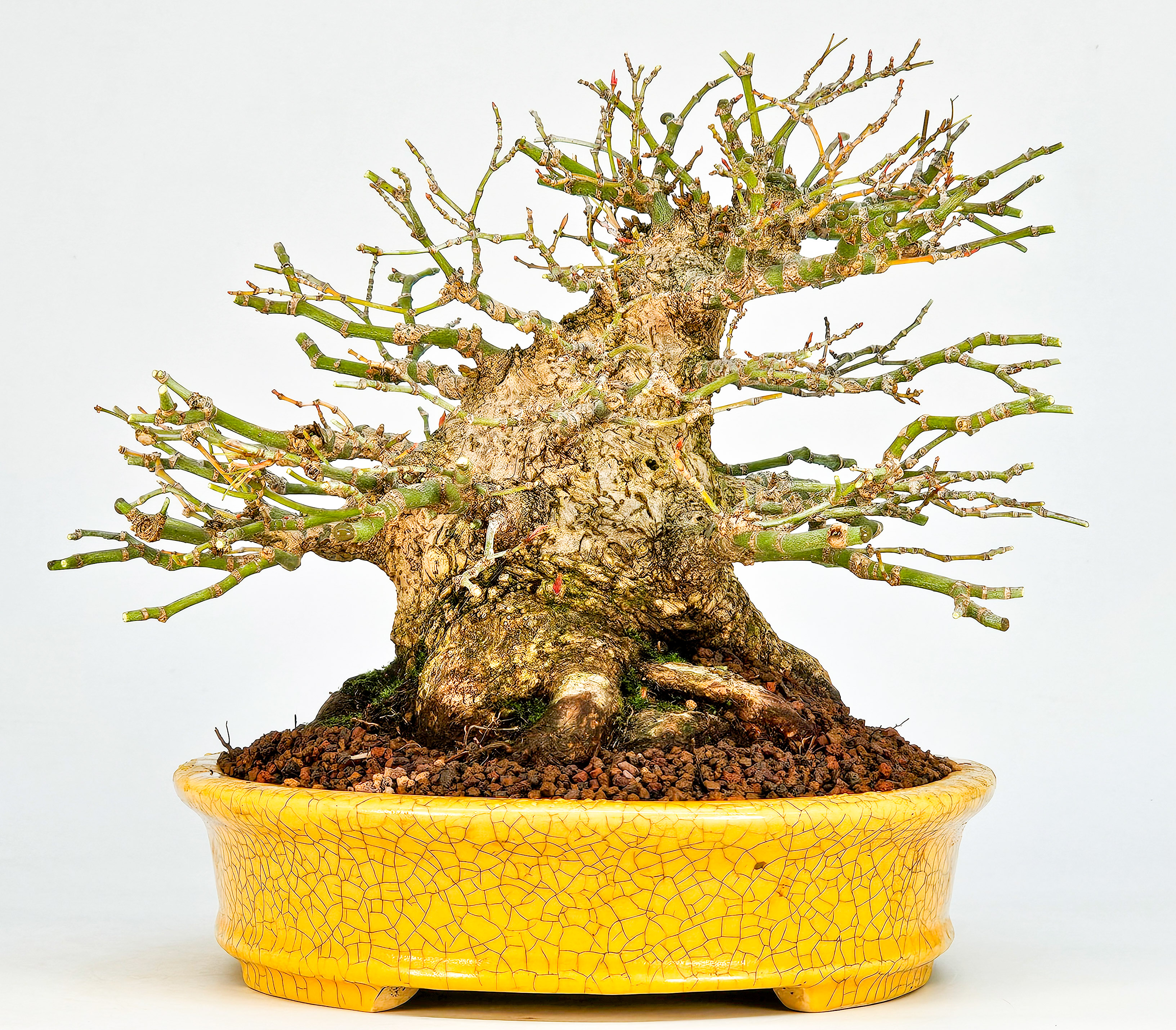 Bonsai Fächerahorn - Acer palmatum Shohin 21cm Video!! Bonsai Fächerahorn - Acer palmatum Shohin 21cm Video!!