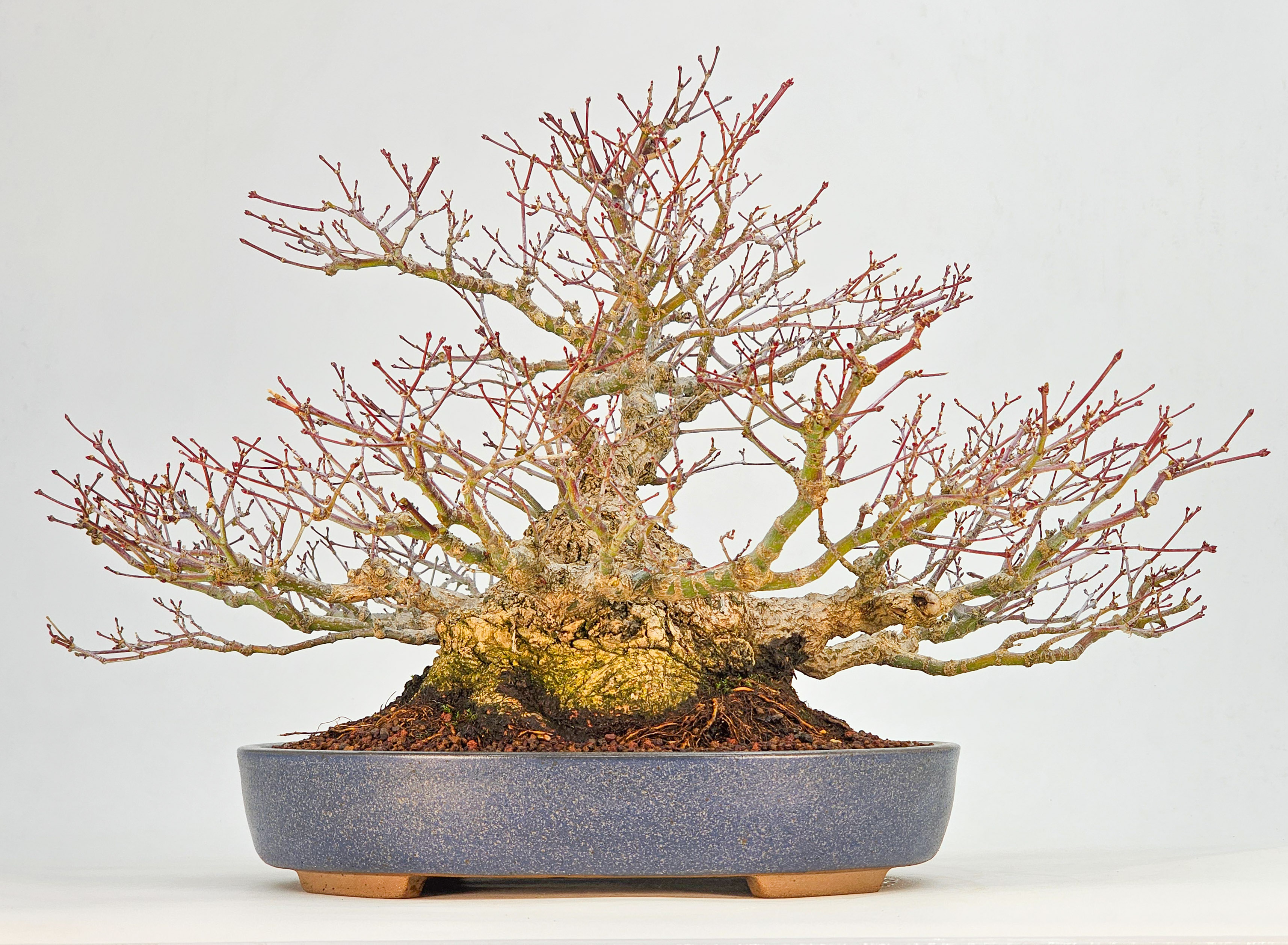 Bonsai Premium  Fächerahorn - Acer palmatum Shohin 25cm