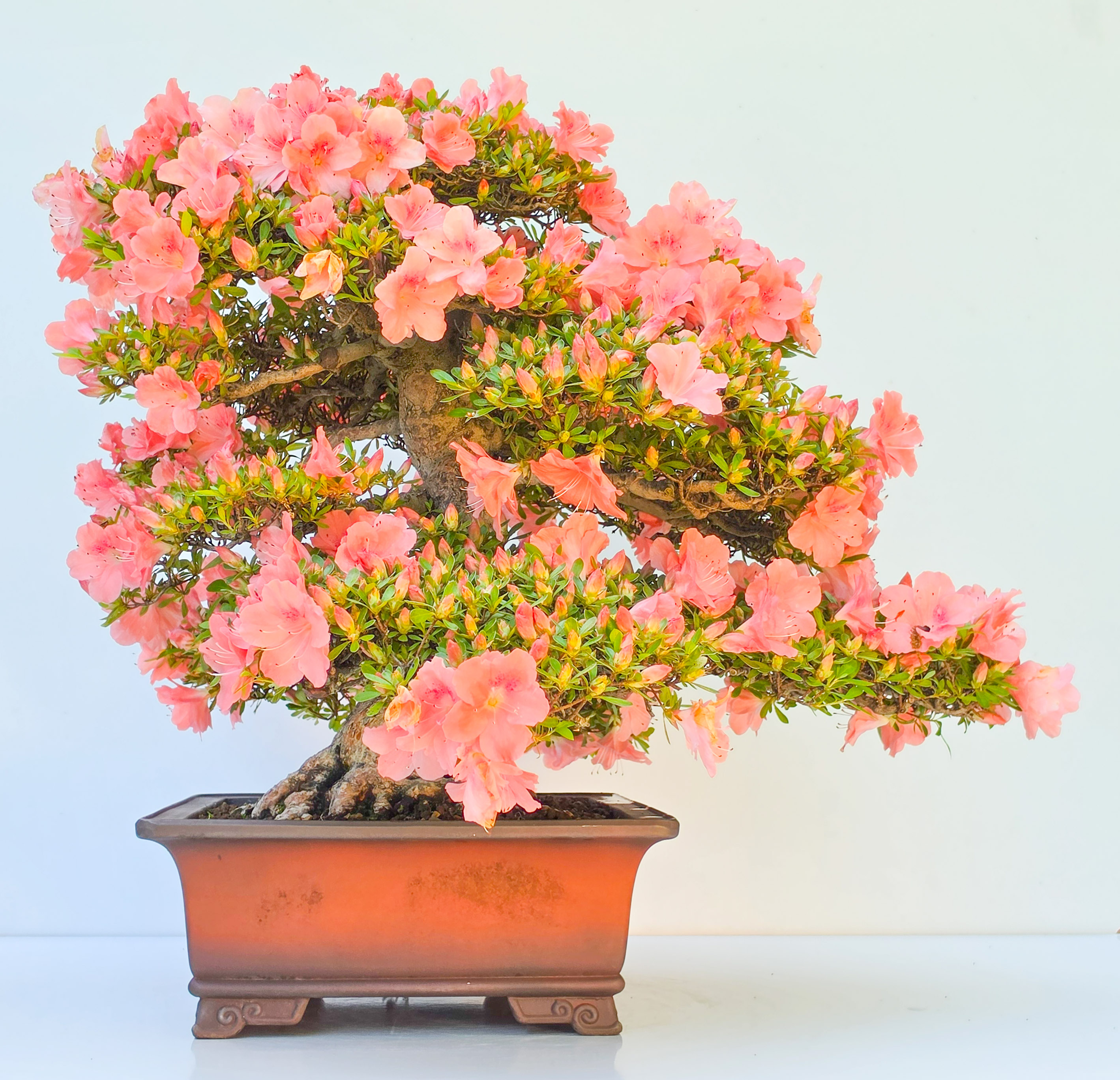 Bonsai Premium Azalee -  Rhododendron indicum wakaebisu 47cm Video!!