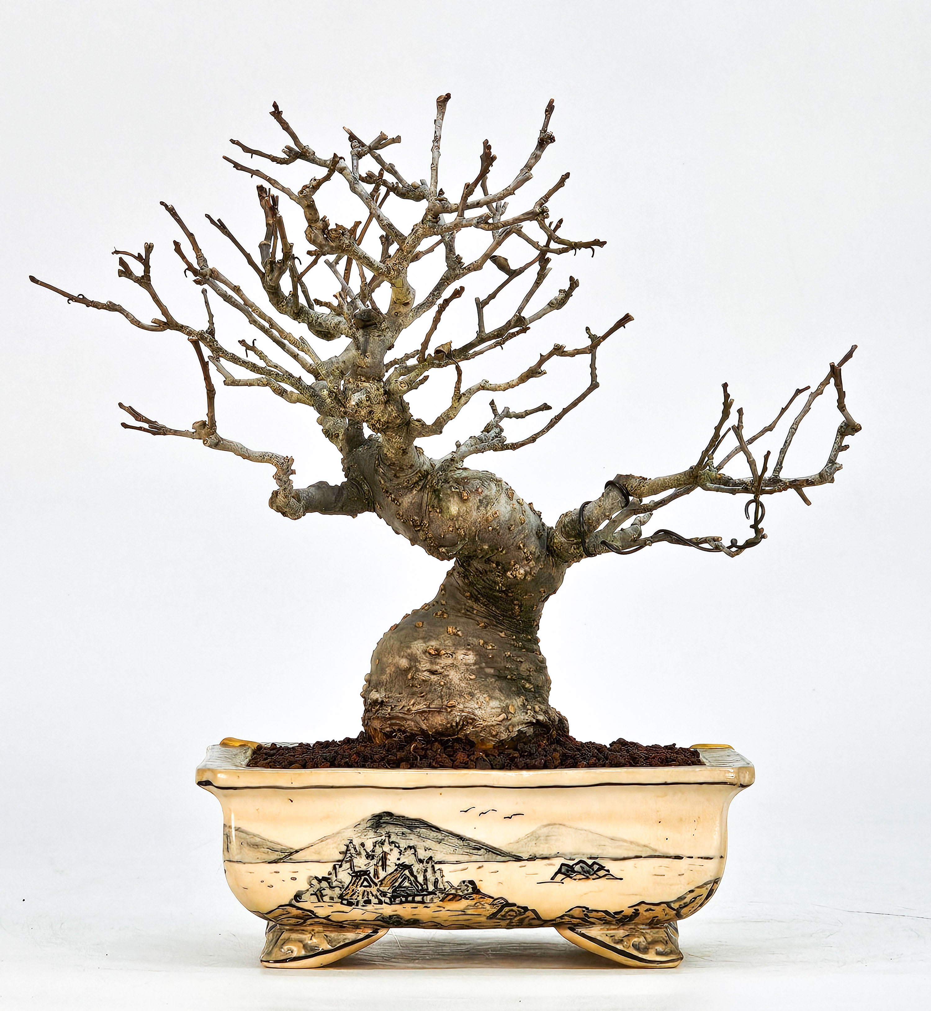 Bonsai Jap. Winterbeere - Ilex serrata Shohin 18cm 