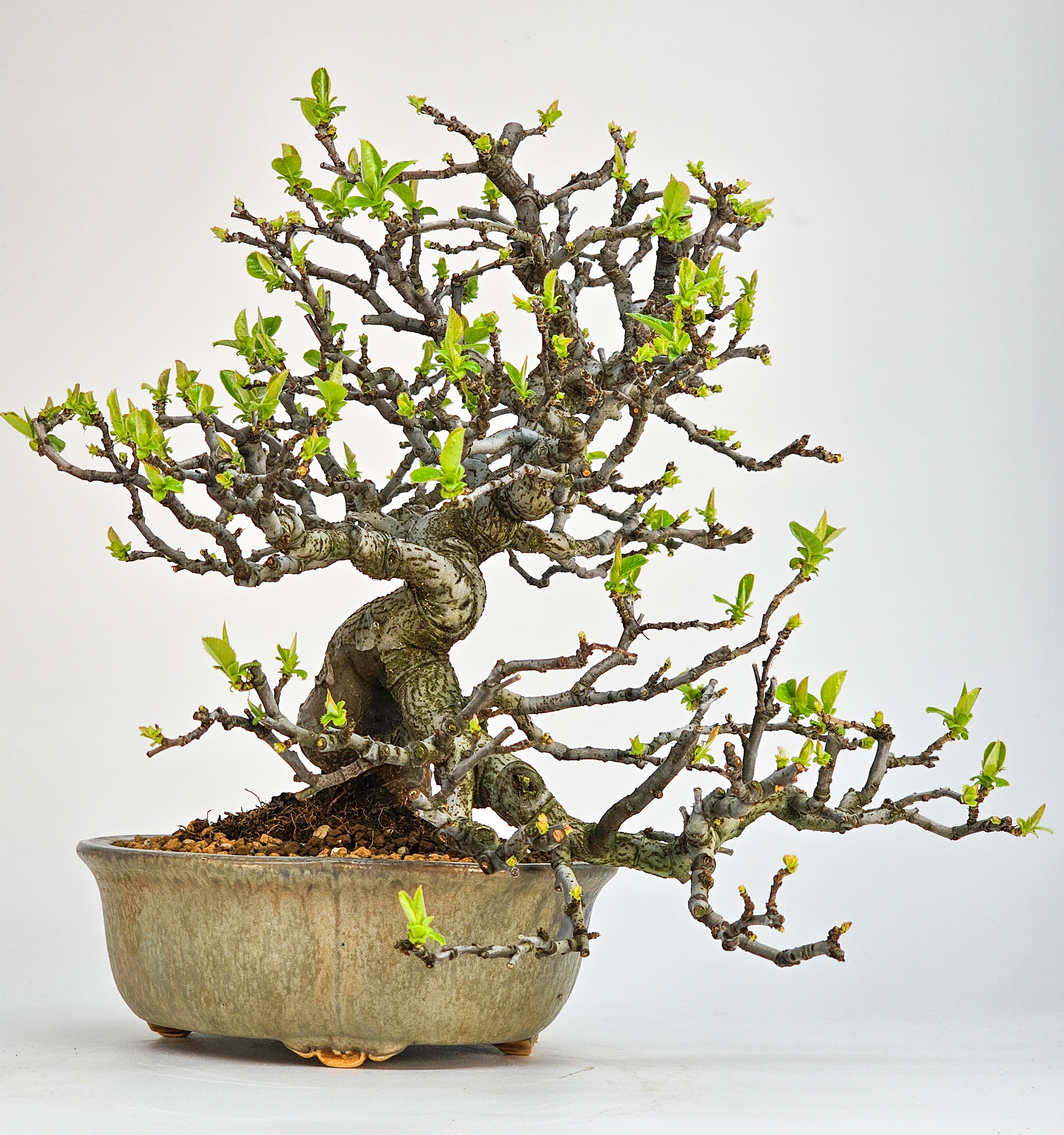 Bonsai Quitte - Pseudocydonia sinensis Shohin 21cm