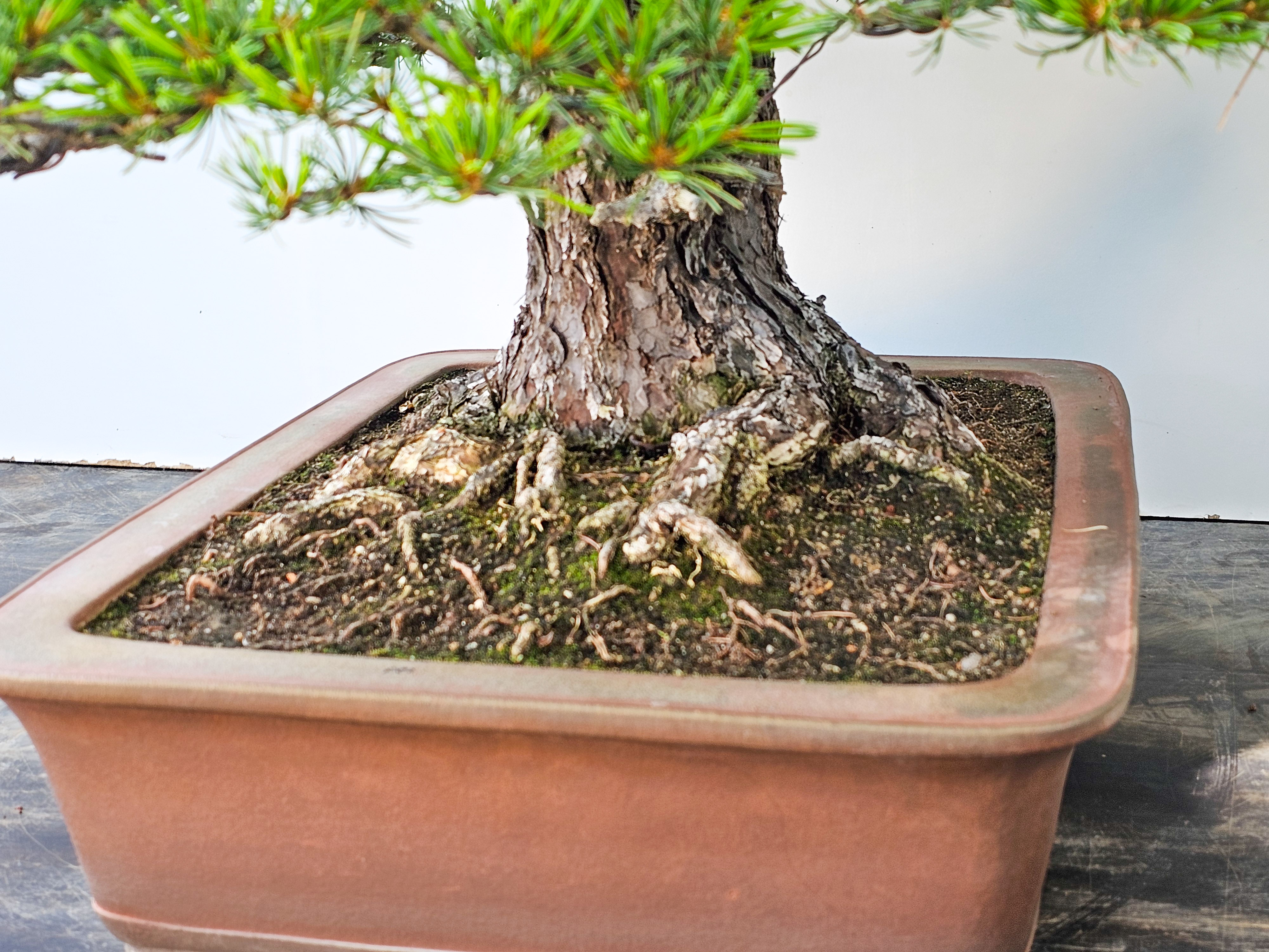 Bonsai Mädchenkiefer Pinus parviflora 93 cm Bonsai Mädchenkiefer Pinus parviflora 93 cm